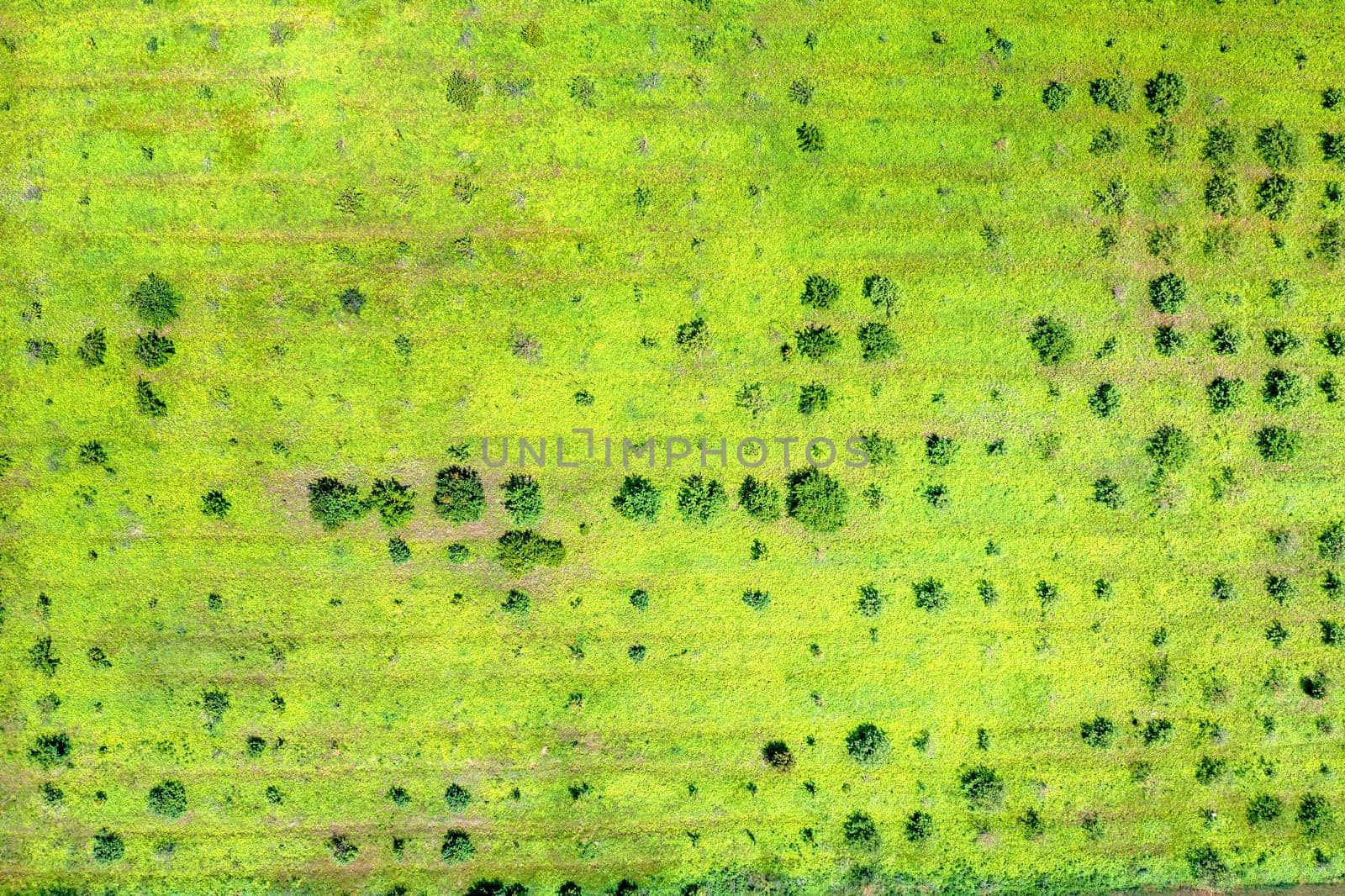 Abstract aerial view of a field with some trees