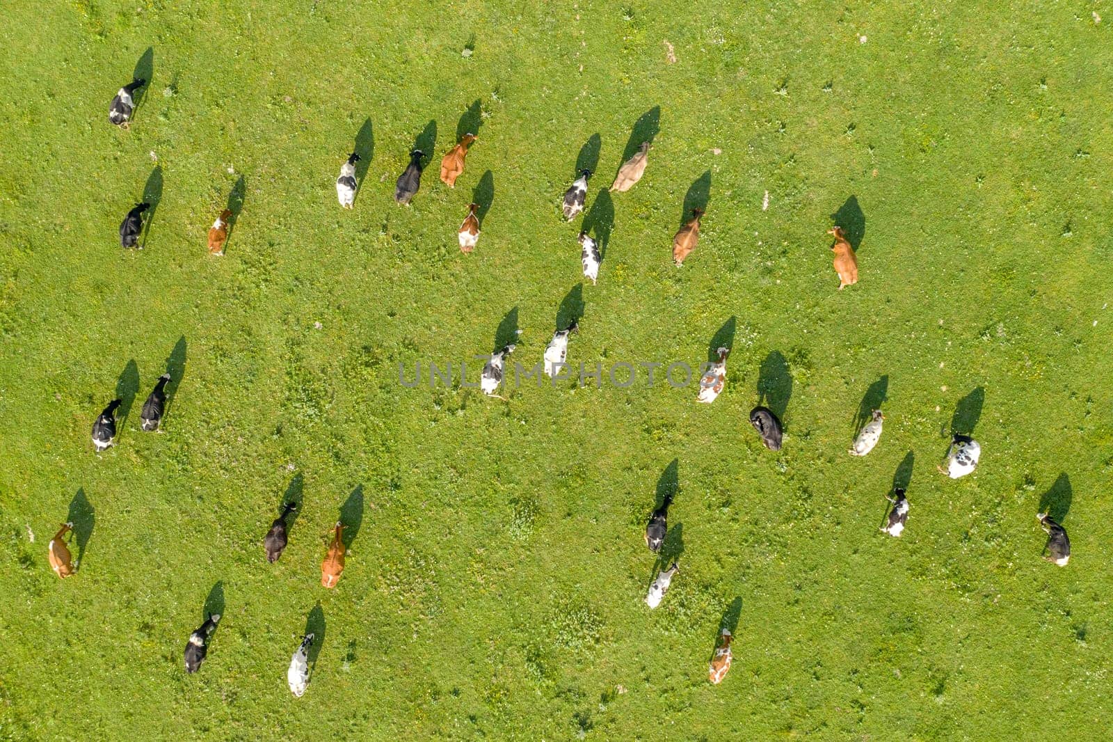 Aerial drone view of free grazing cows on a natural pastureland. Dairy farm. Growing livestock. Cattle breeding. by EdVal