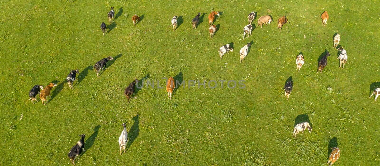 Aerial drone view of free grazing cows on a natural pastureland. Dairy farm. Growing livestock. Cattle breeding. by EdVal