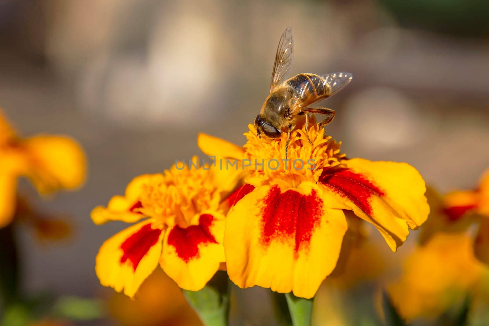 bee collect the honey from a colorful Marigold flower.  by EdVal