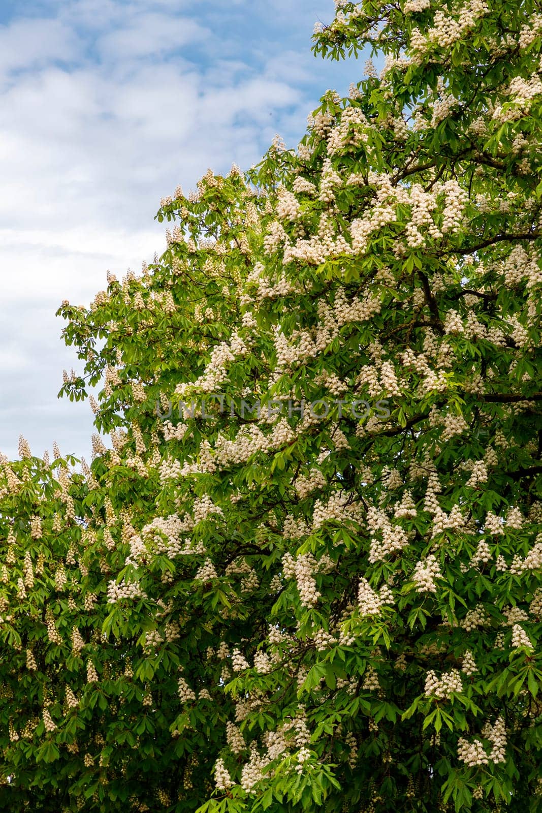 Big blossom chestnut with many tiny flowers and green leaves  by EdVal