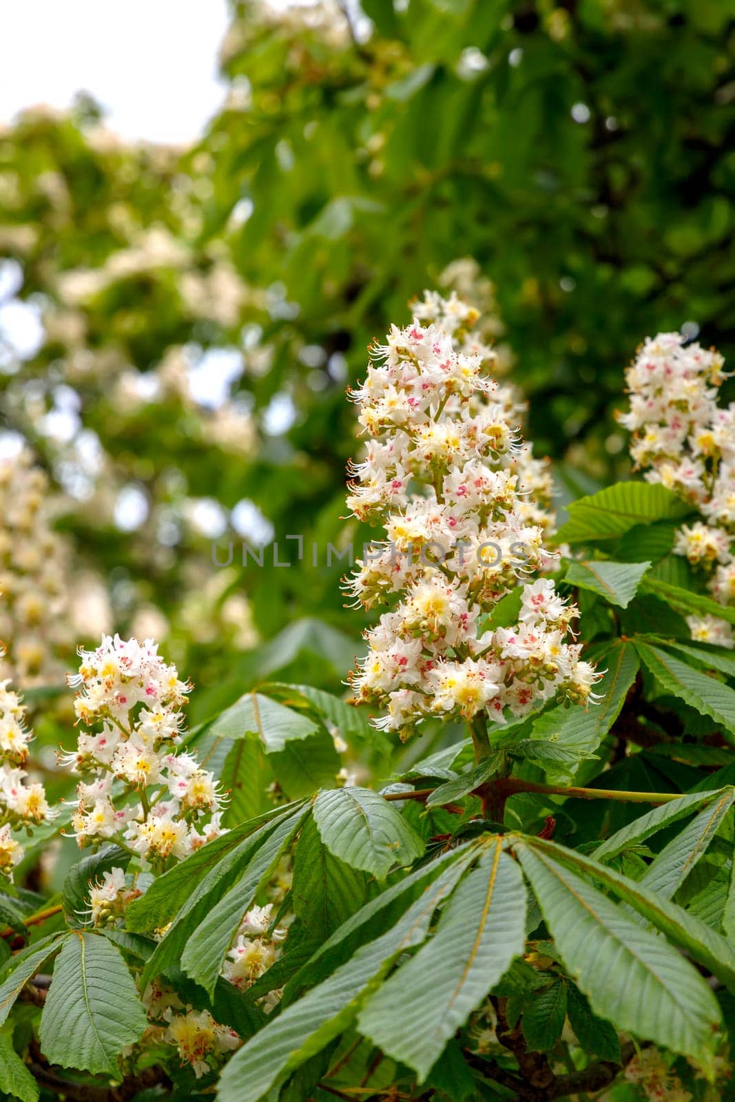 White chestnut blossom with tiny tender flowers and green leaves 