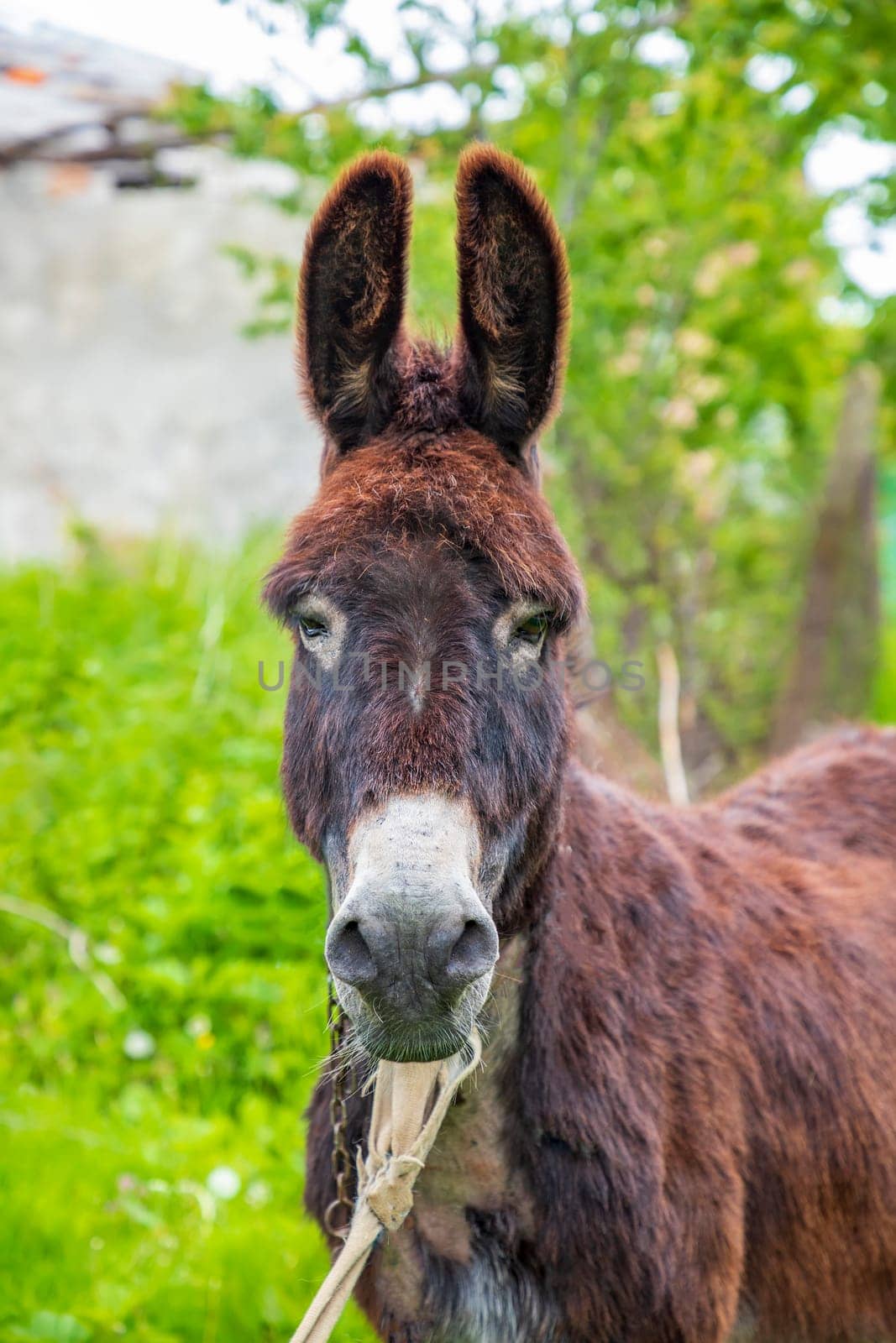 Portrait of a cute brown donkey with big ears in the farm by EdVal