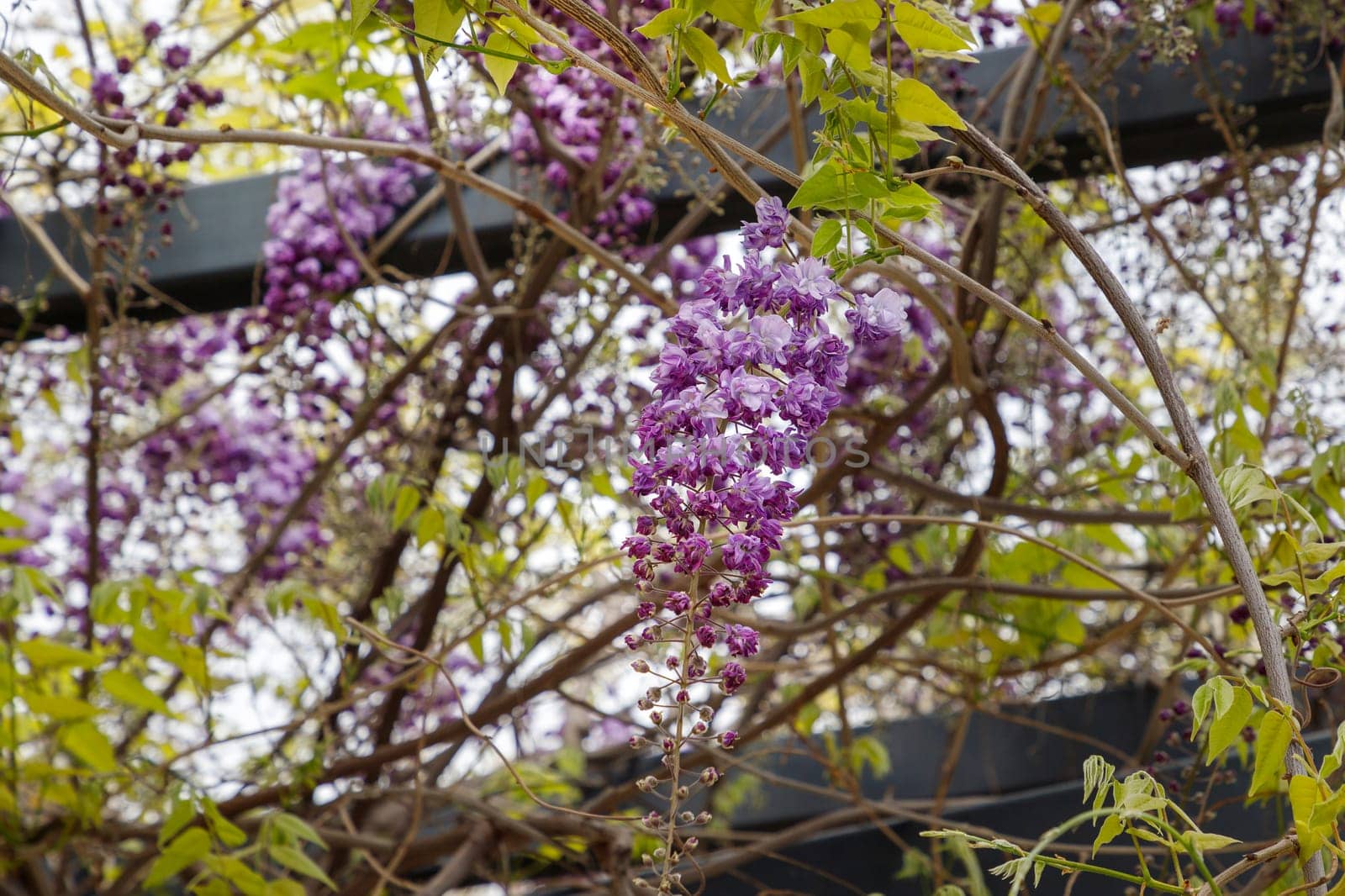 The wisteria flowers that bloom from overhead are so fantastic that they symbolize early summer in Japan. by EdVal