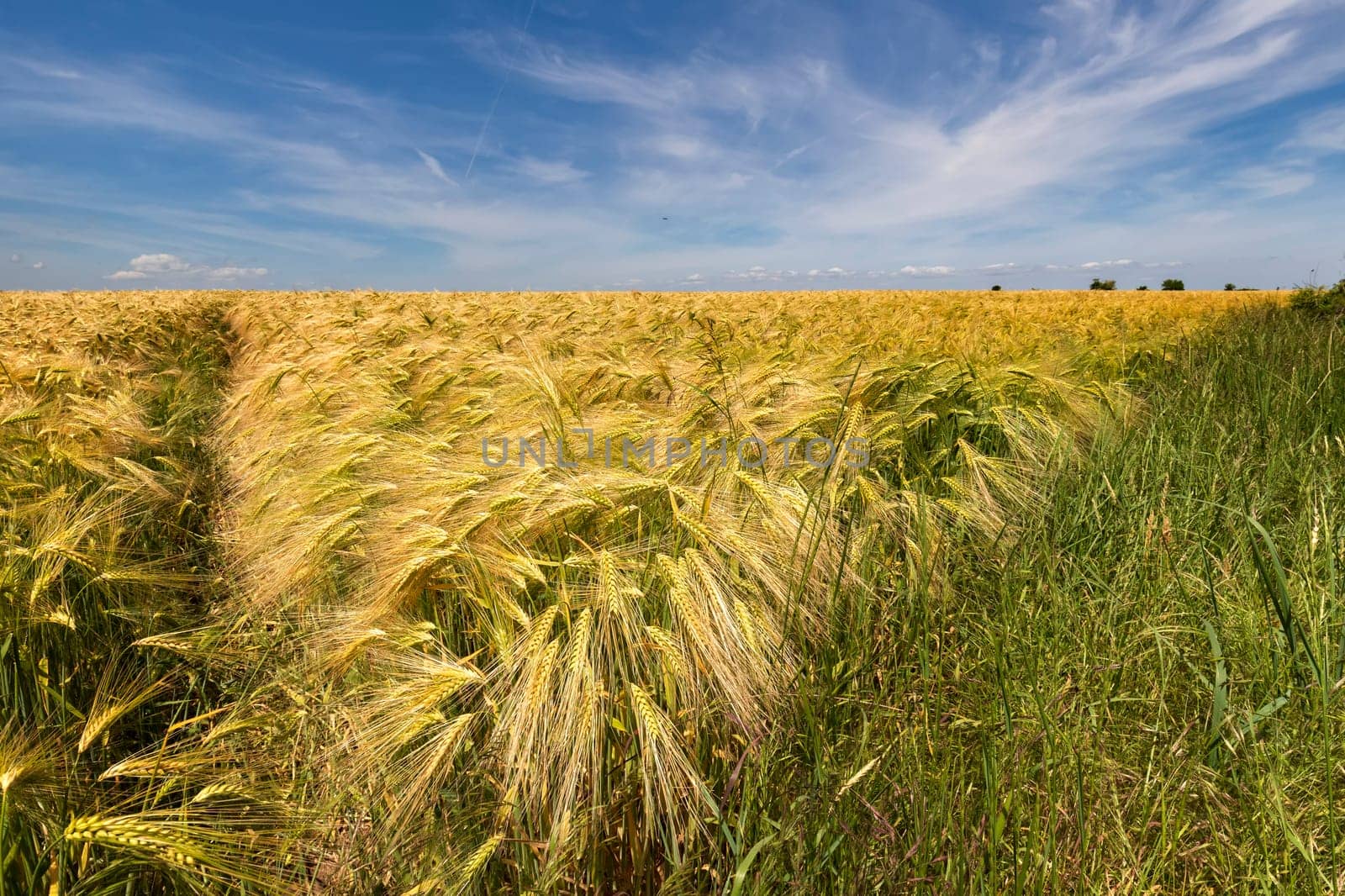 Ears of wheat, the golden ripe field of wheat
