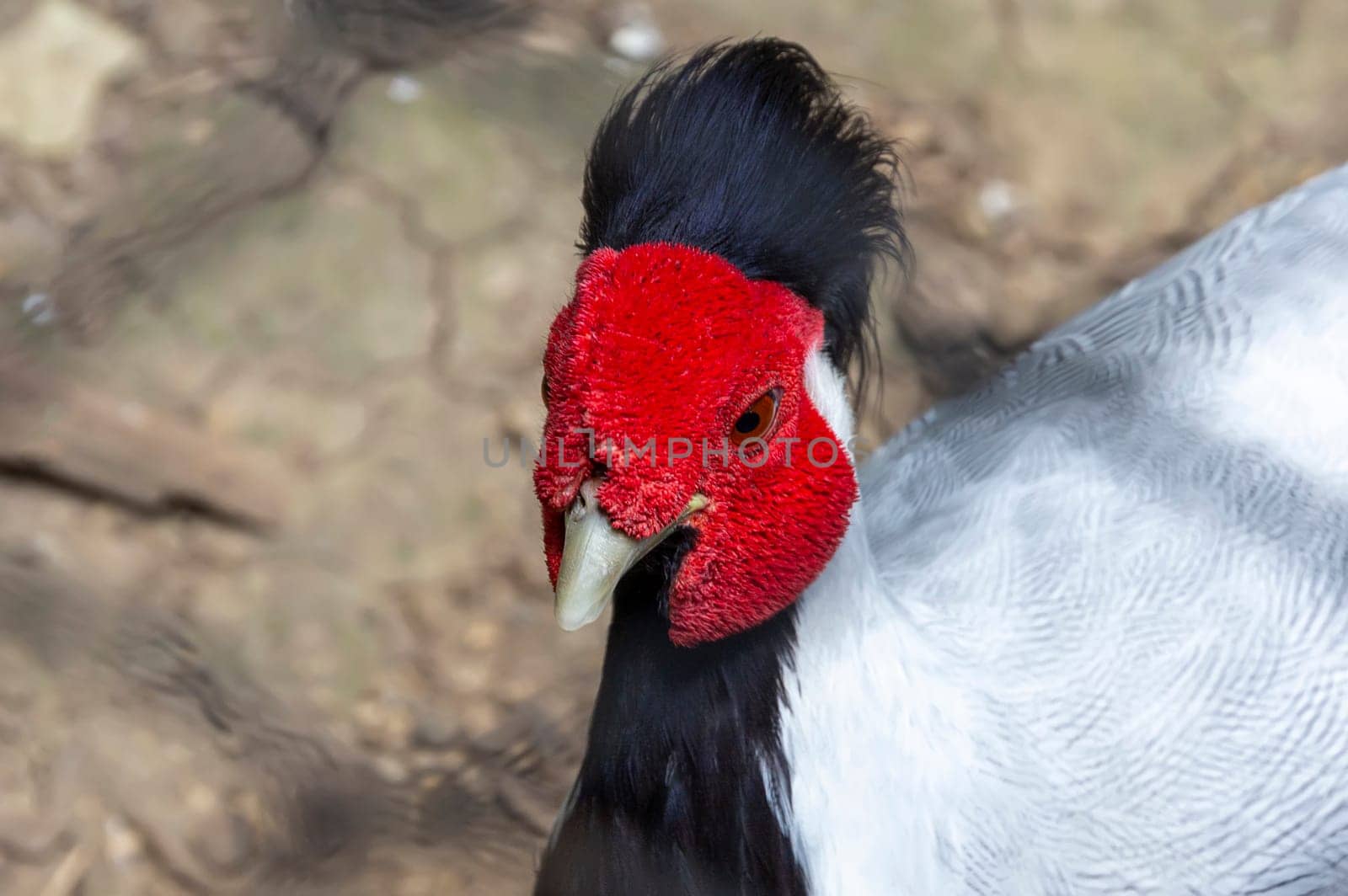 Portrait of silver pheasant. Lophura nycthemera head with a tuft.  by EdVal