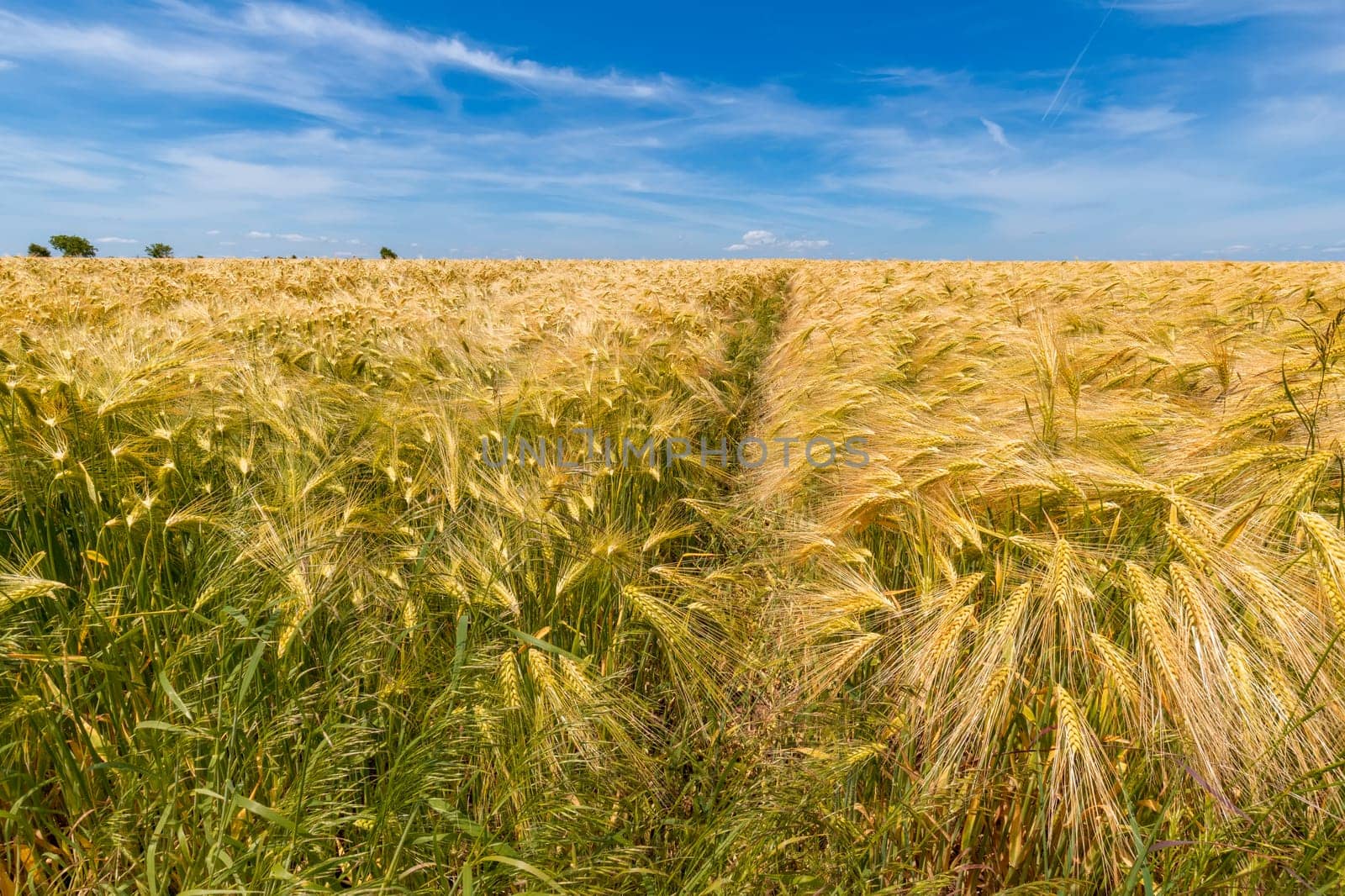 Ears of wheat, the golden ripe field of wheat by EdVal