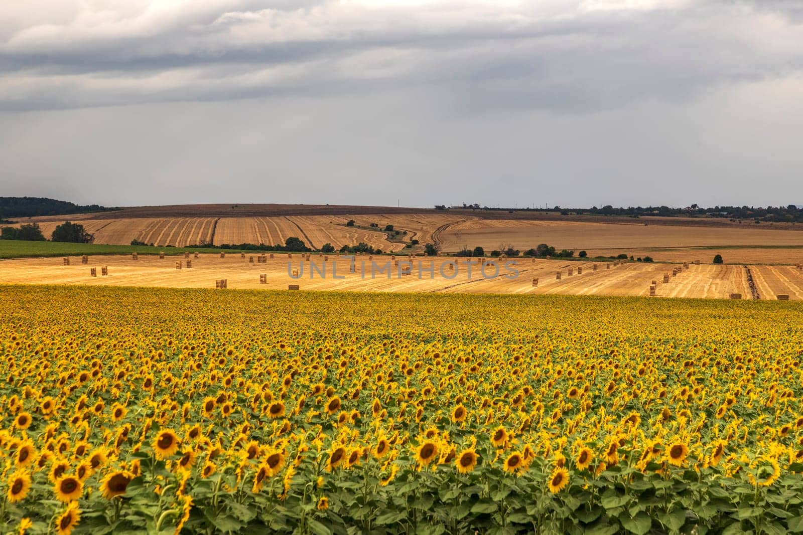 rural landscape with blooming sunflowers and field after harvest with hay bales by EdVal