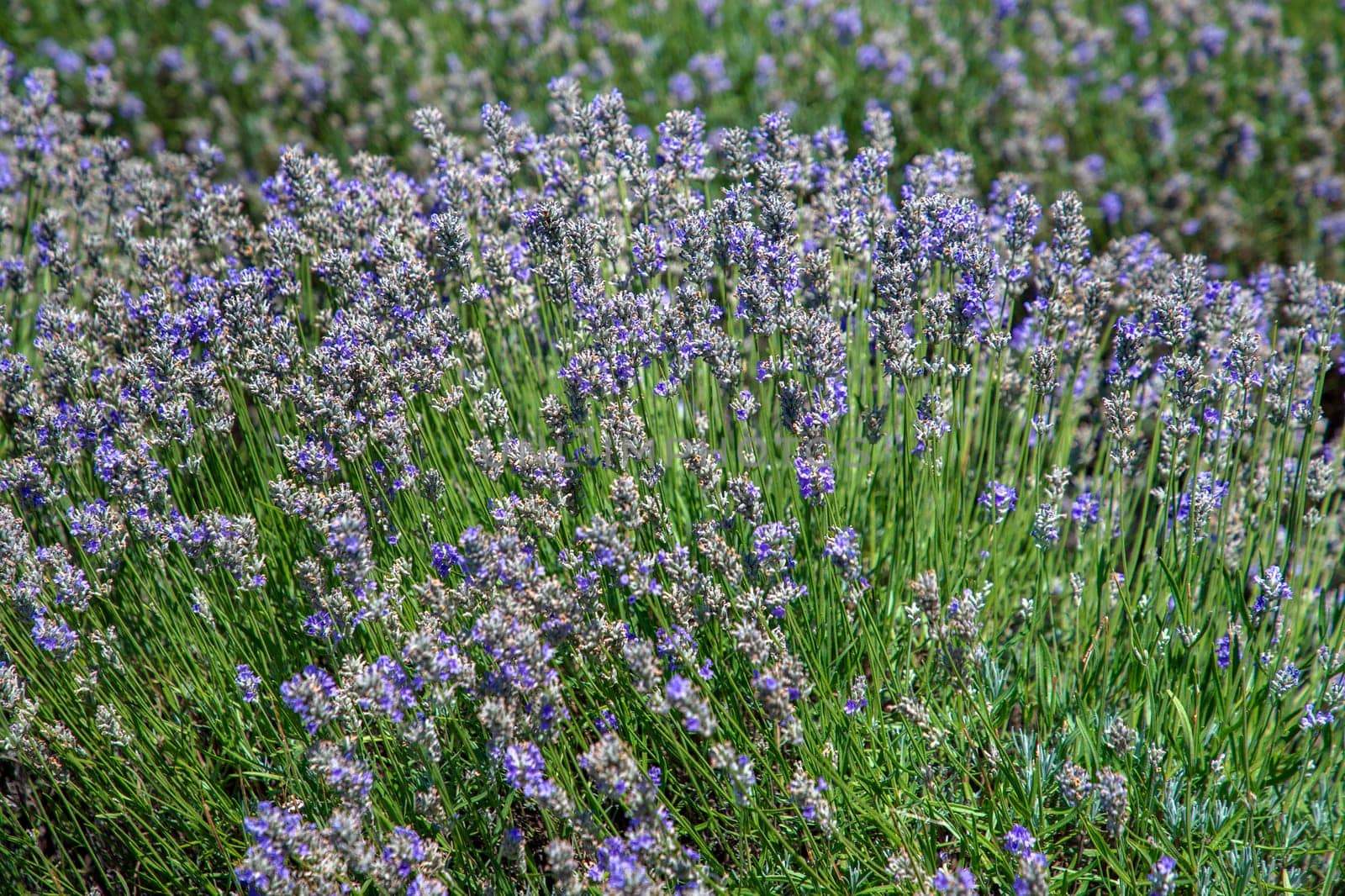  a bunch of scented flowers in the lavender fields