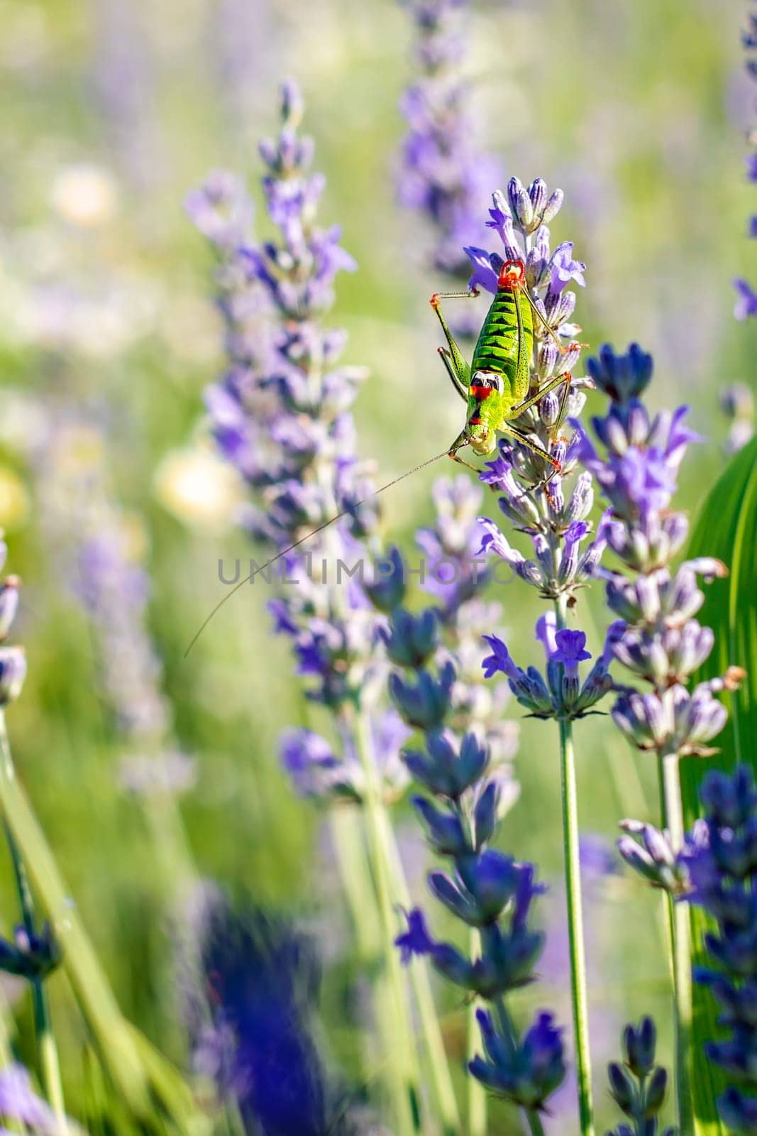  A colorful grasshopper sits on a lavender flower.