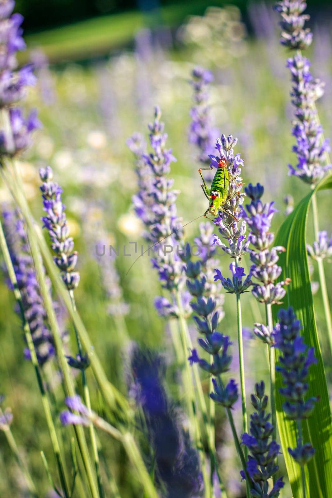 A colorful grasshopper sits on a lavender flower.