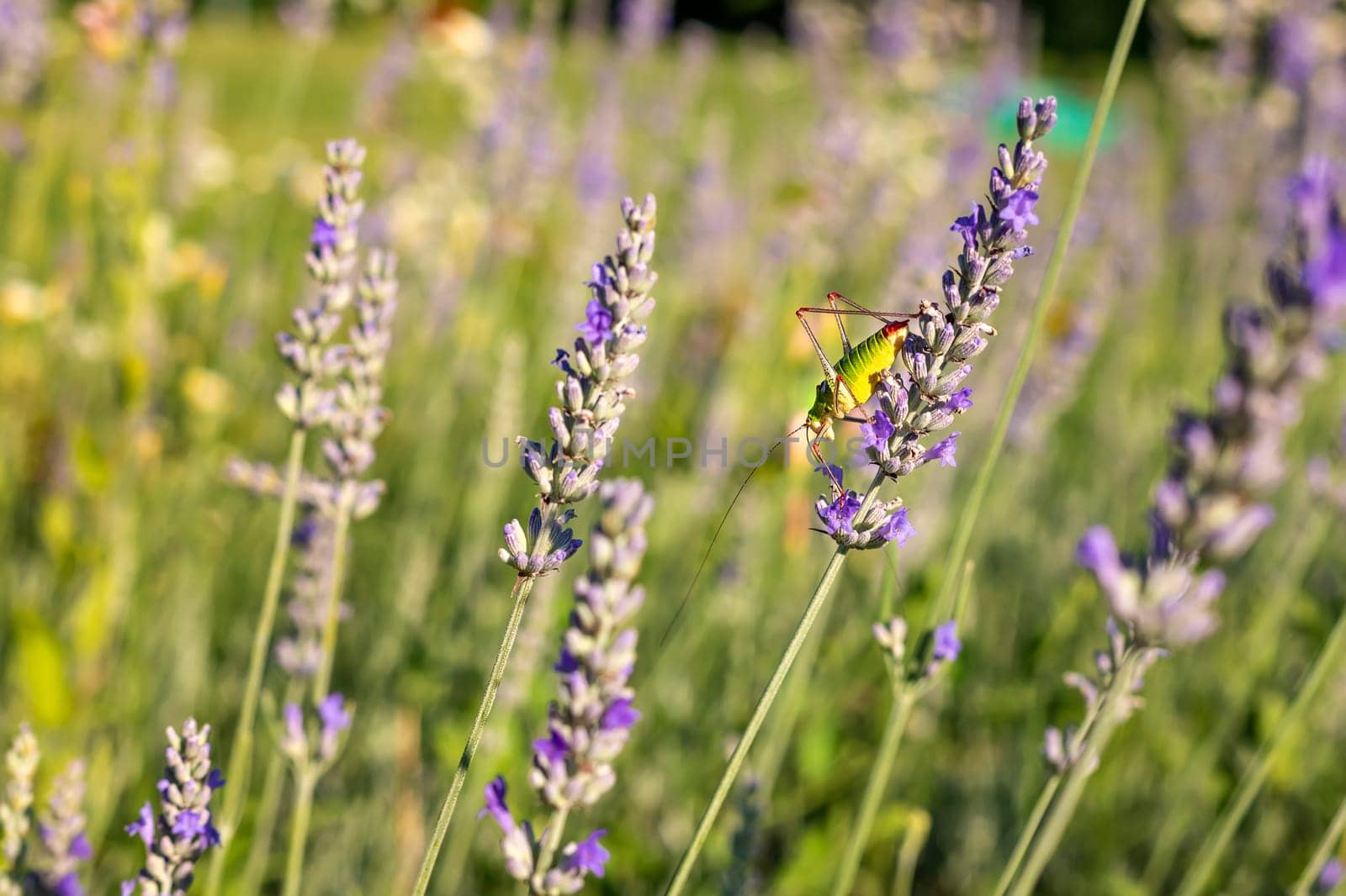  A colorful grasshopper sits on a lavender flower.