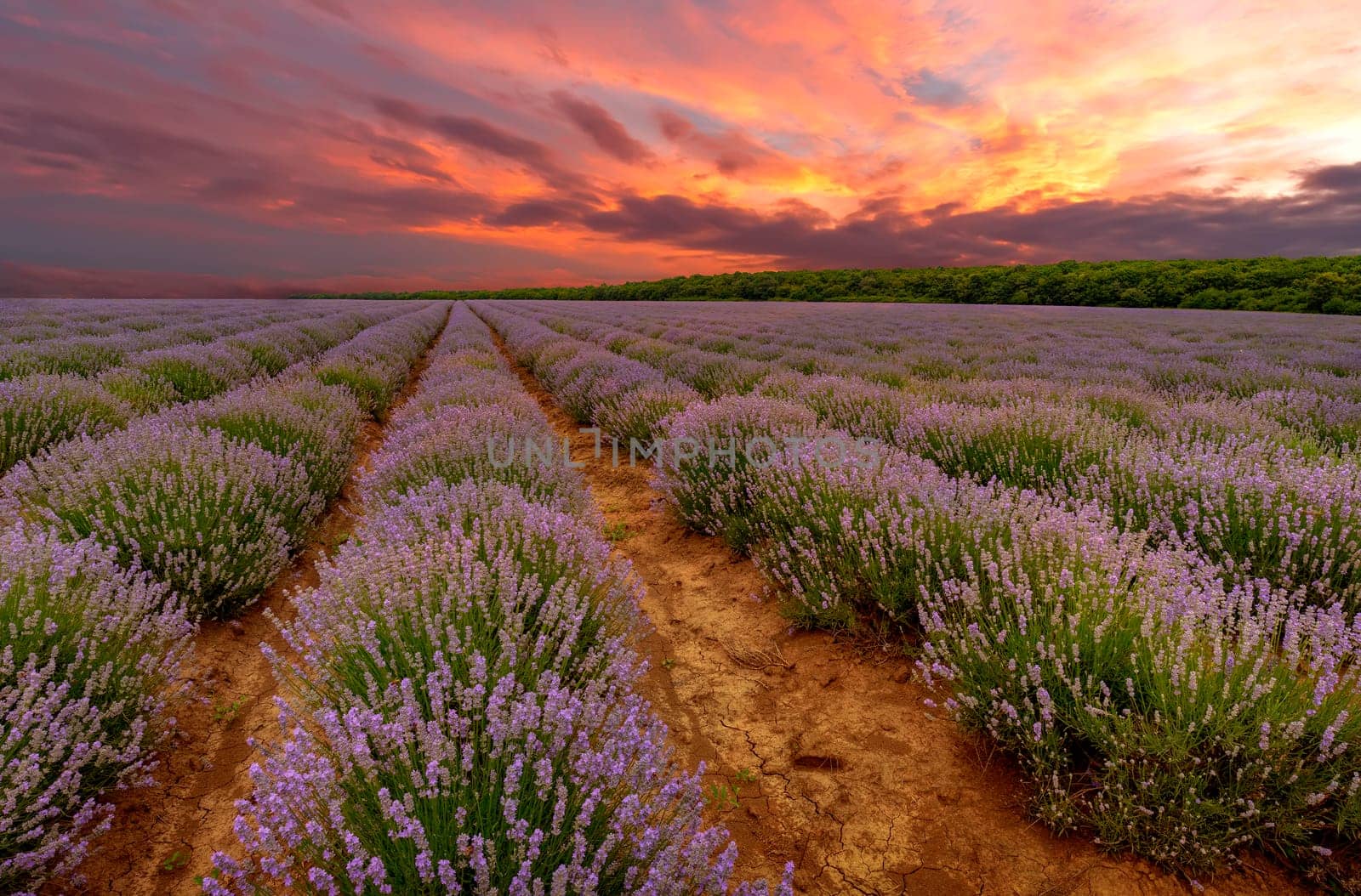 Lavender flowers bloom scented fields in endless rows at Amazing sunset  by EdVal