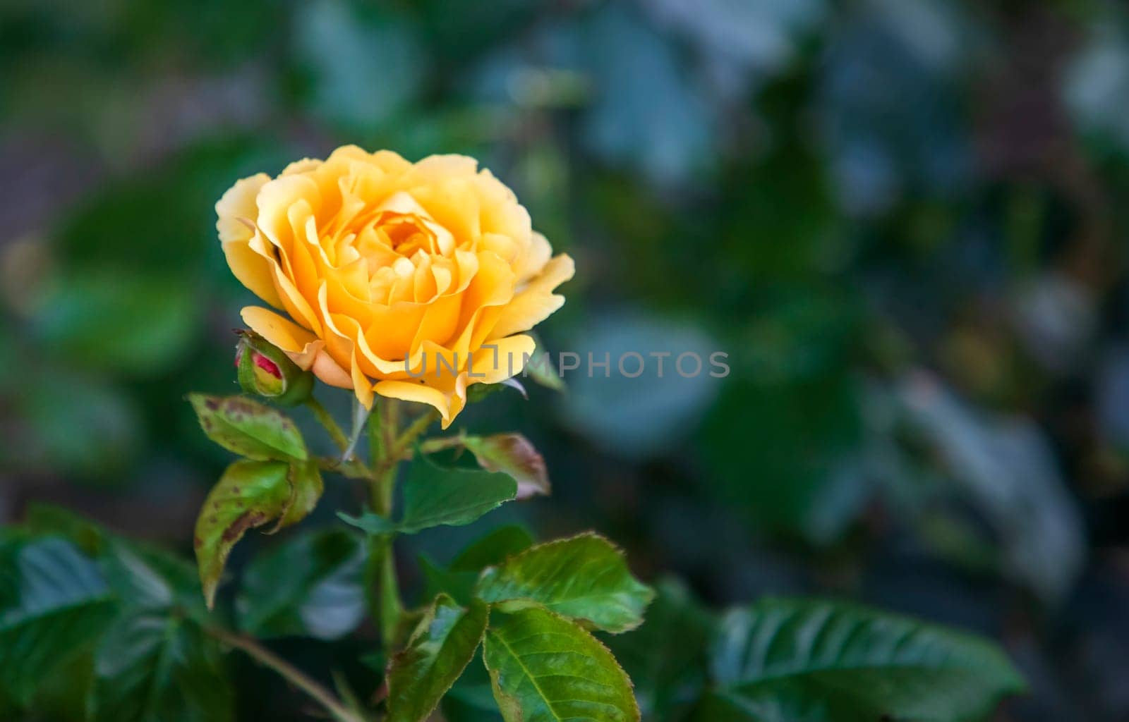 Beauty yellow rose at blurred background.