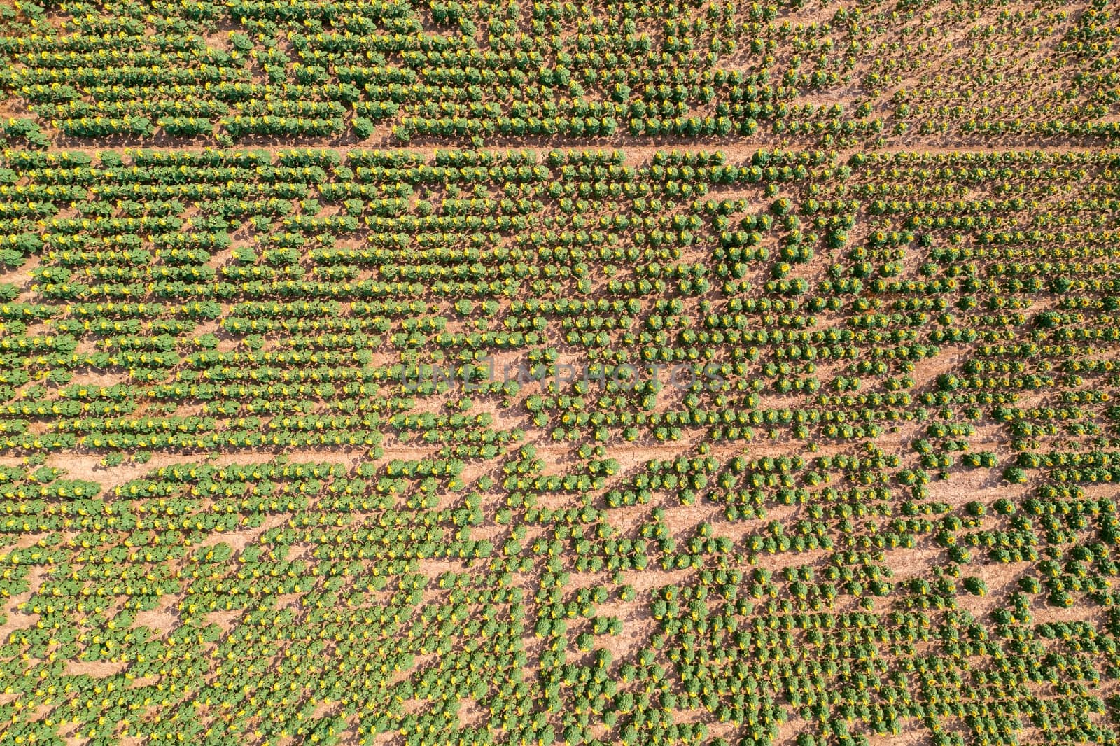 Aerial view from a drone of a sunflower field in the summer. Natural background