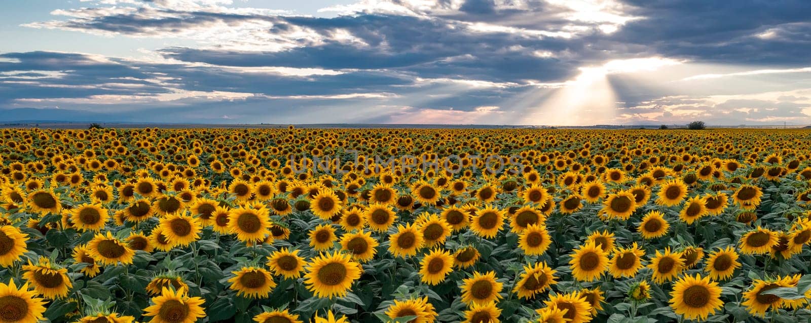 Panoramic view of field with sunflower flowers against the sunset sky. by EdVal