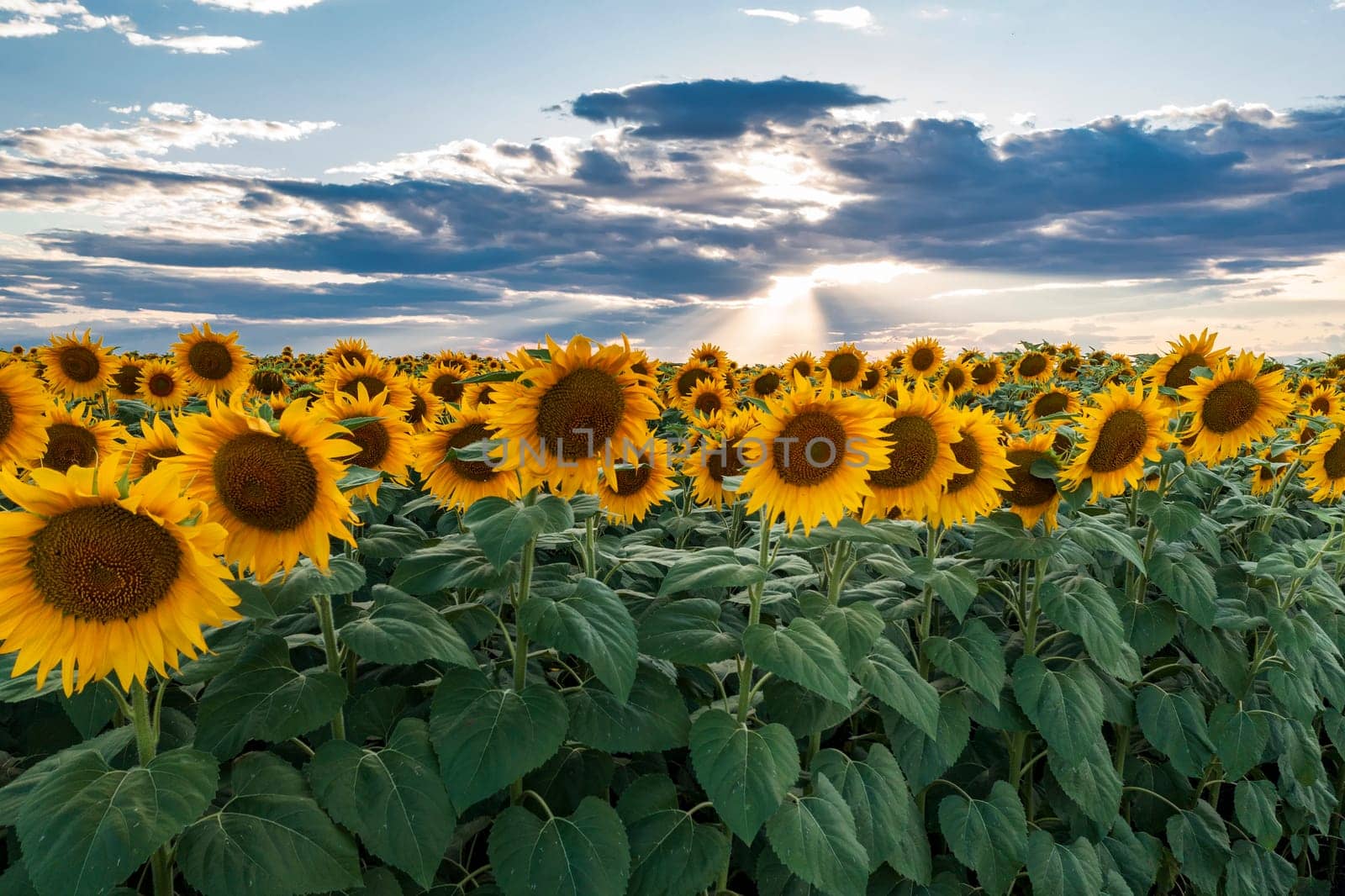 Field with sunflower flowers against the sunset sky.