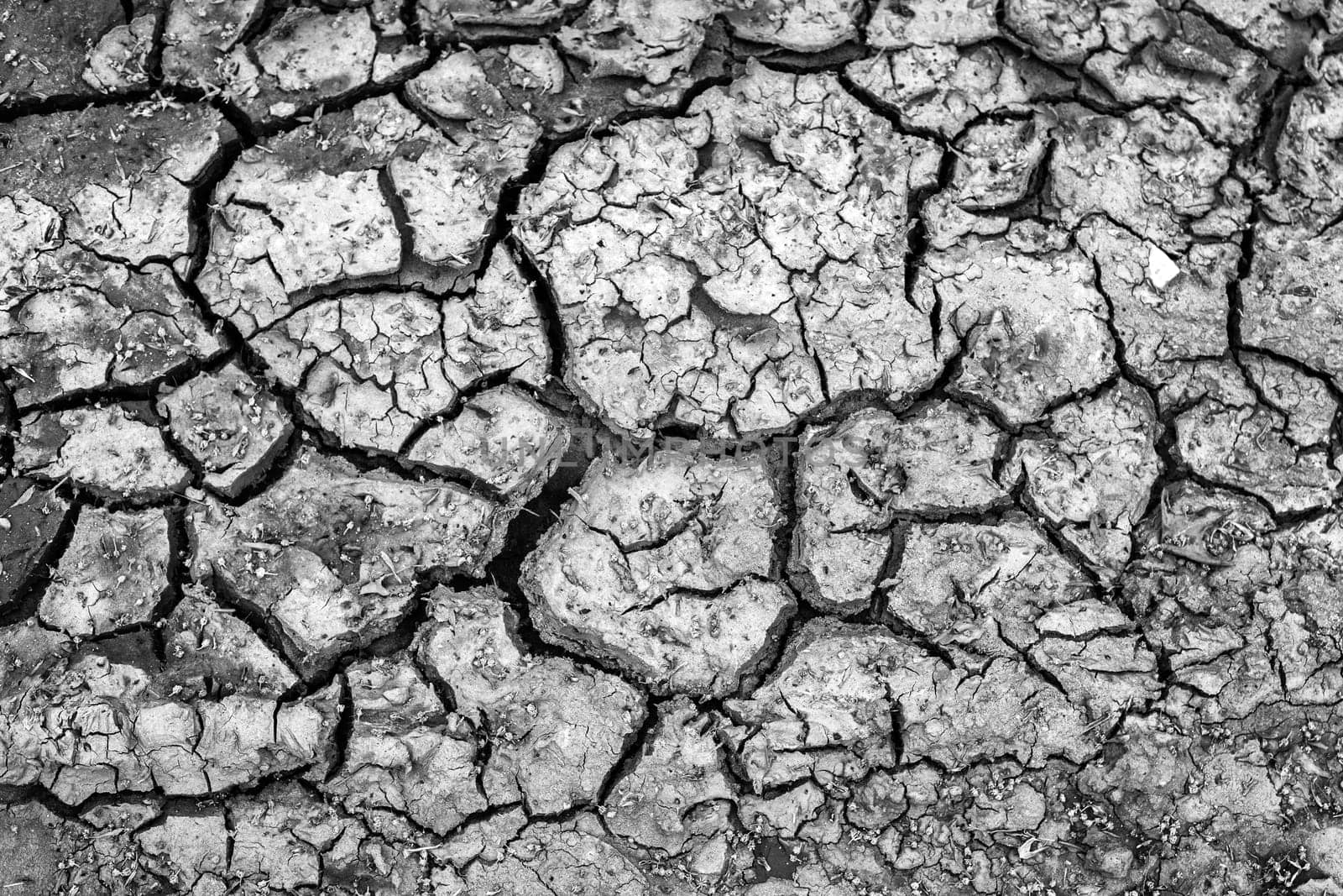 Dry cracked soil texture and background. Grunge soil background. Black and white by EdVal