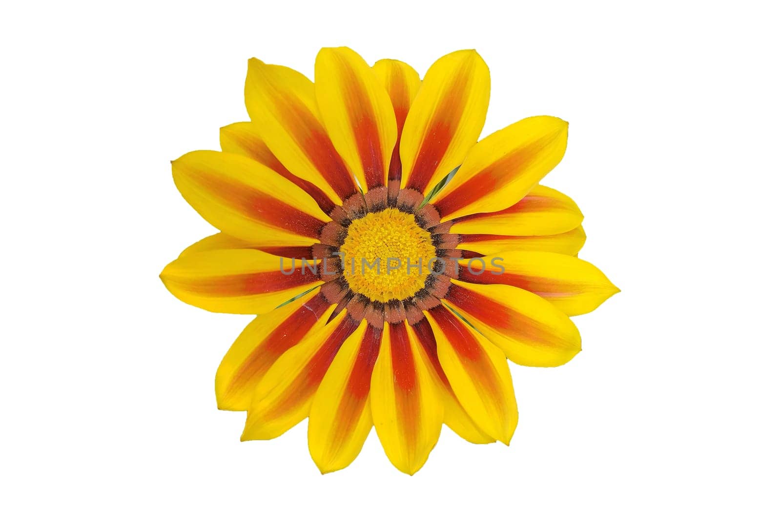 Beauty Gazania flower, isolated on white background 