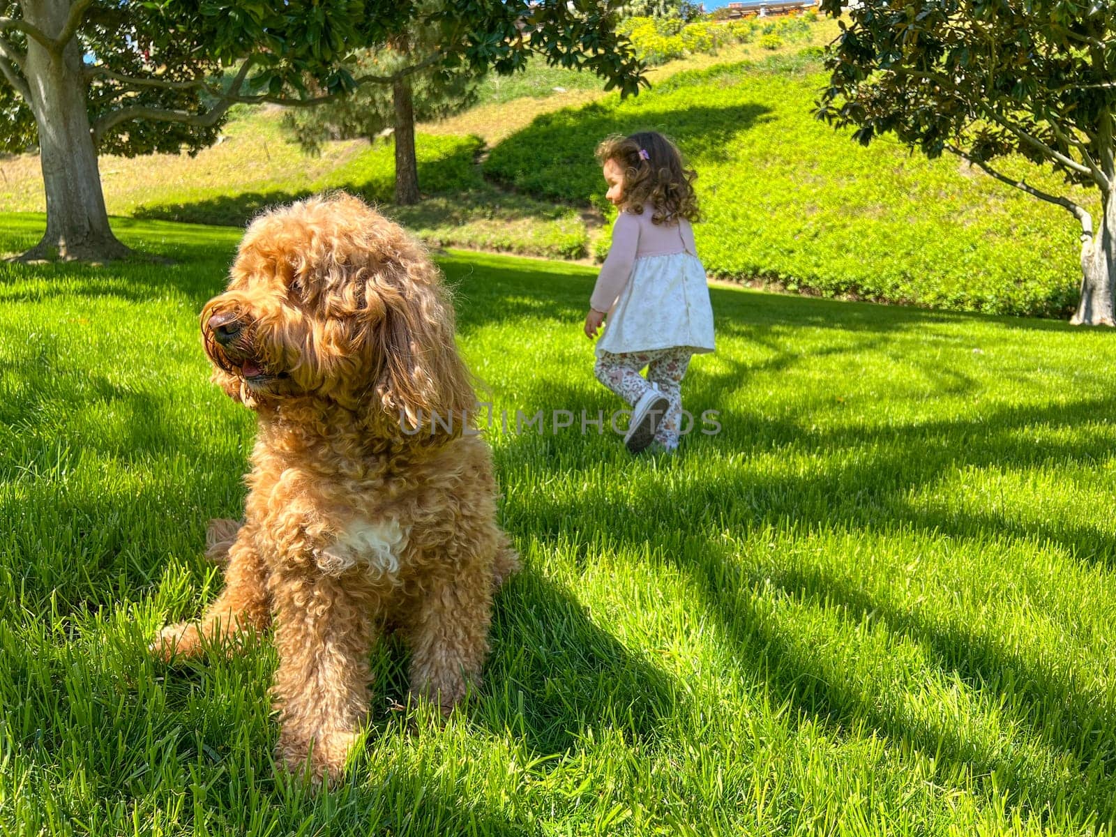 Cute Fluffy Cavapoo Dog with girl running on the background on the Grass in a Park