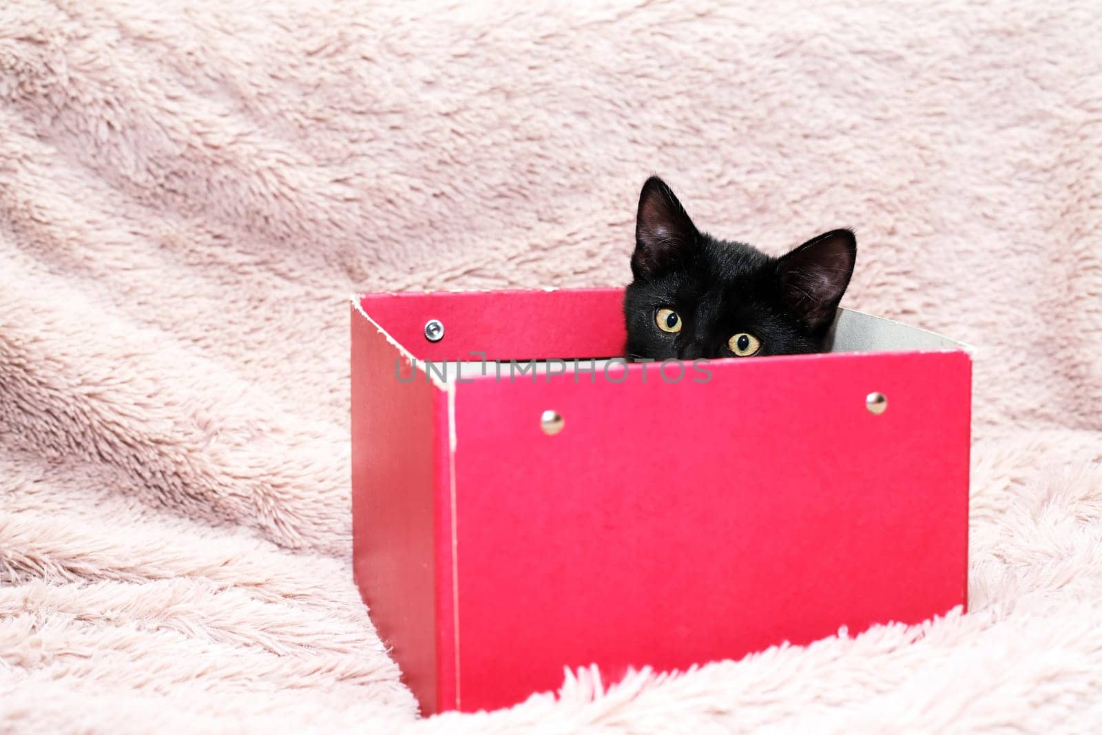 Small black kitten in red cardboard box on fabric background