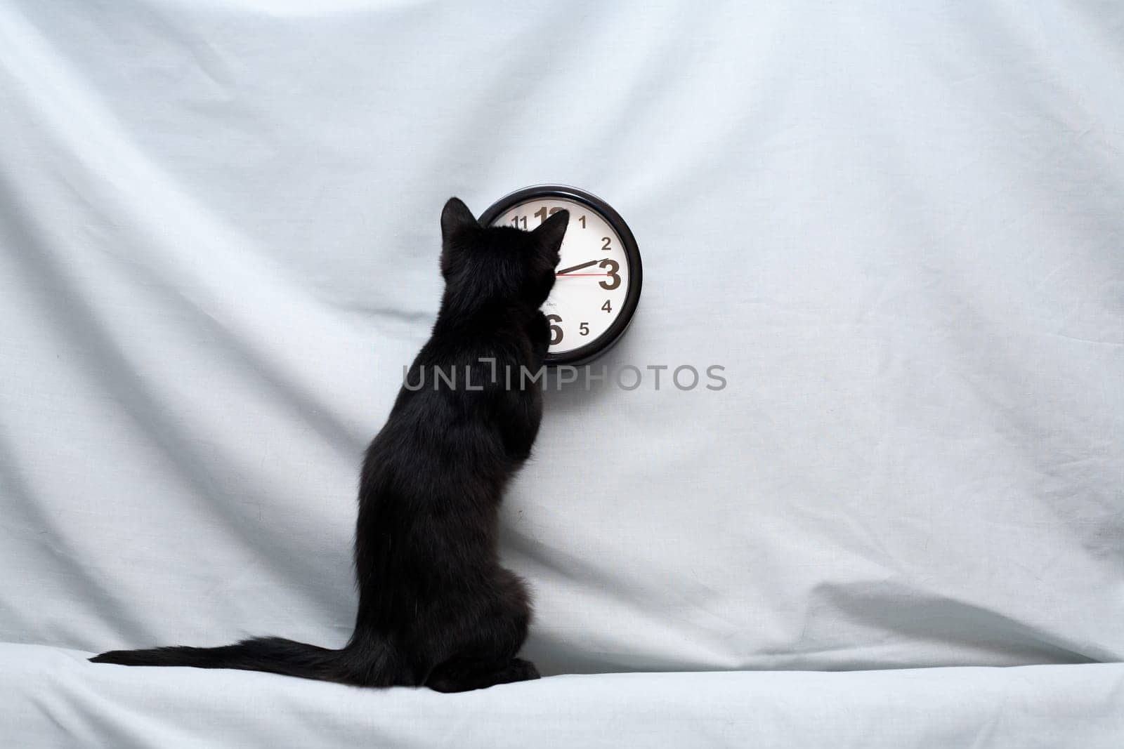 A small black kitten finds out what time it is