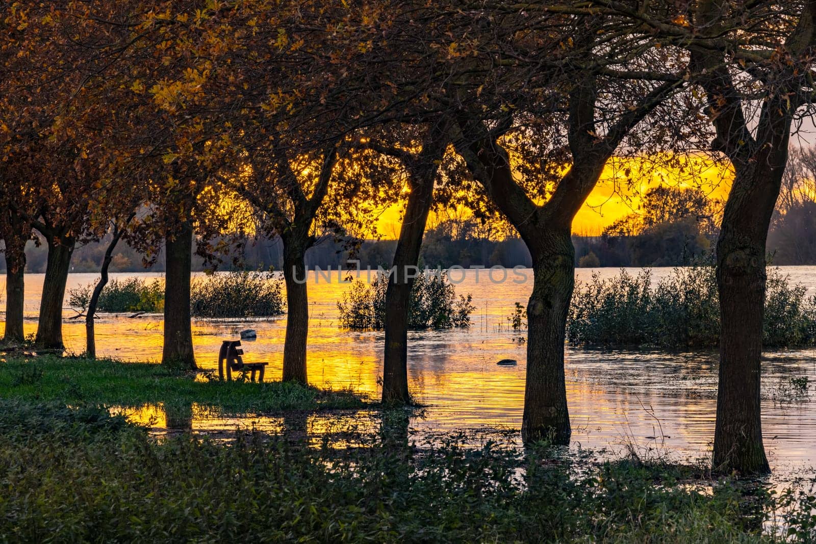 Picturesque sunset on the river Rhine at flood with trees in fall and a park bench in the water, Germany