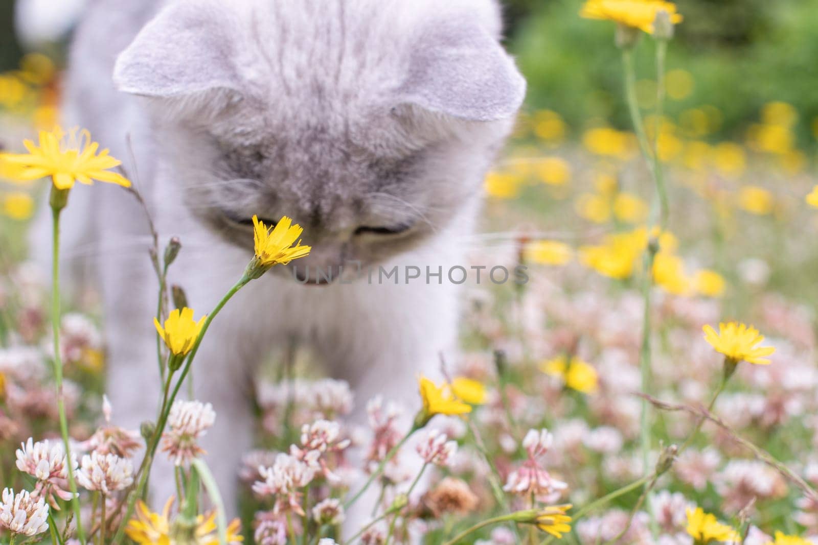 small white kitten sniffing flowers on a green summer lawn, looking with curiosity at something in the grass by KaterinaDalemans