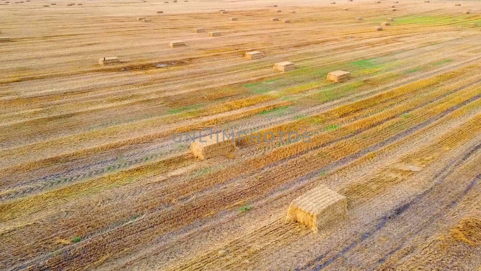 Square bales of pressed wheat straw lie on the field after the wheat harvest at sunset and dawn. Compressed straw bales on farm land after harvest. Agricultural farming industry. Agrarian industrial