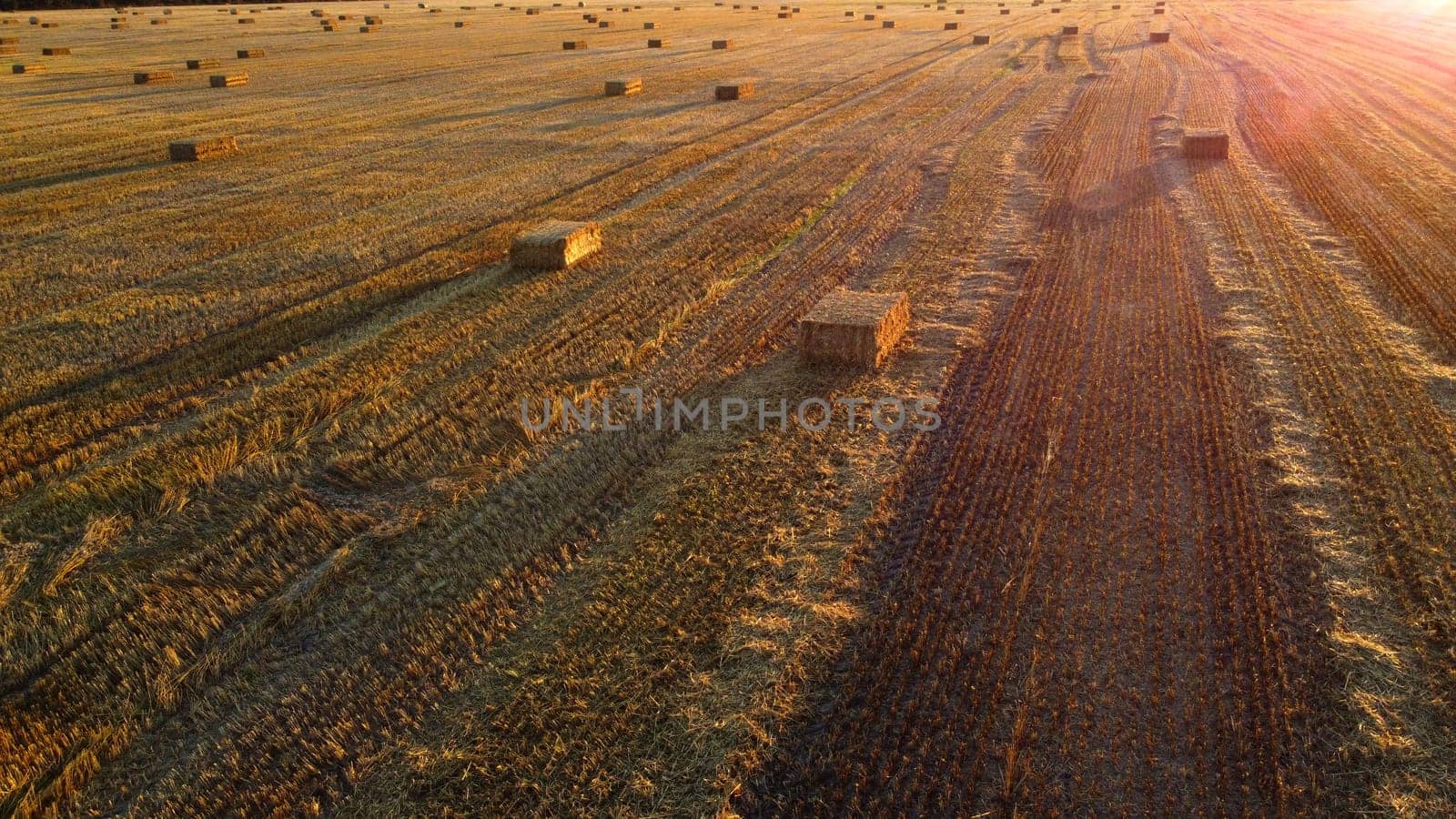 Square bales of pressed wheat straw lie on the field after the wheat harvest at sunset and dawn. Compressed straw bales on farm land after harvest. Agricultural farming industry. Agrarian industrial