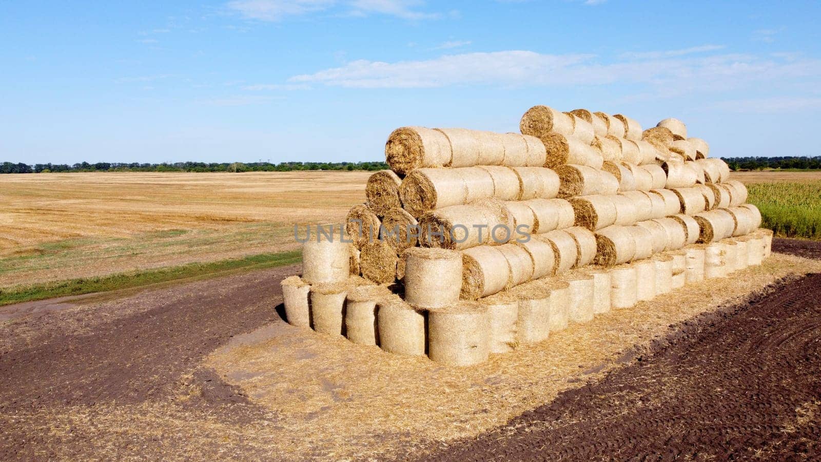 Many bales of rolls of dry straw after wheat harvest on field. Bales in form of rolls of yellow dried twisted straw collected together. Pressed straw. Stacking baling straw. Stacks Skirdy briquettes