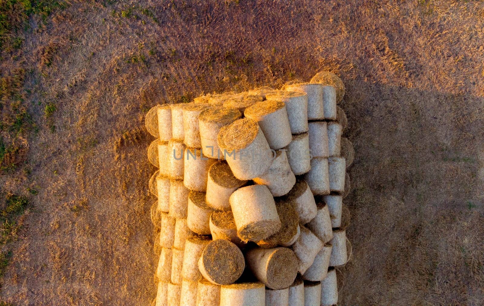 Many bales of compressed dry wheat straw, twisted into round rolls, on field on autumn summer evening morning during sunset dawn. Aerial drone view. Concept agricultural activities, agrarian industry