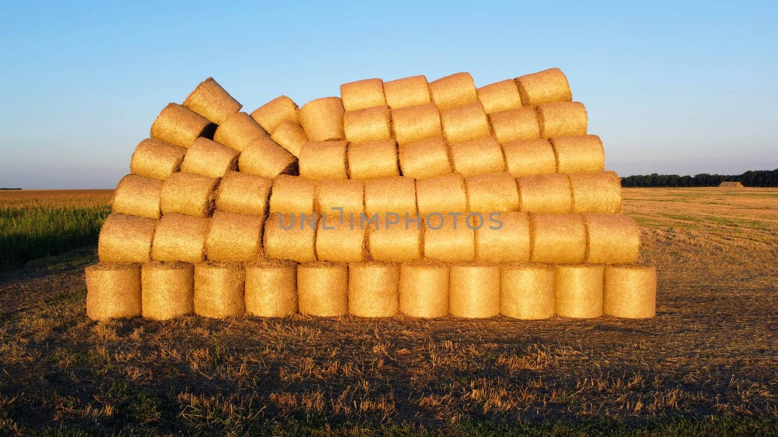 Many twisted bales of pressed wheat straw on field after wheat harvest at sunset and dawn. Compressed rolled dry straw bales on farm land on sundown. Agricultural farming industry. Agrarian industrial