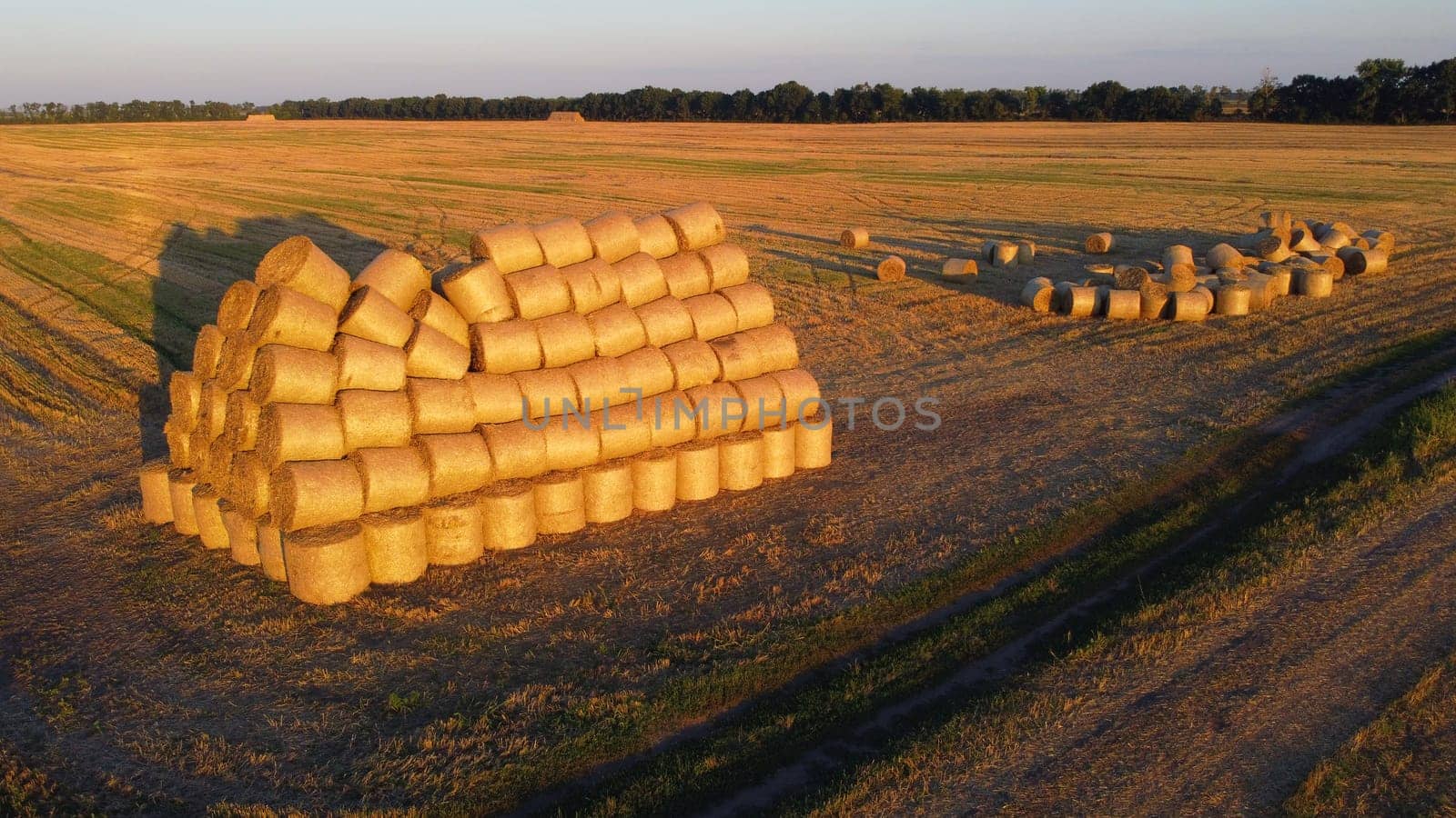 Many twisted bales of pressed wheat straw on field after wheat harvest at sunset and dawn. Compressed rolled dry straw bales on farm land on sundown. Agricultural farming industry. Agrarian industrial