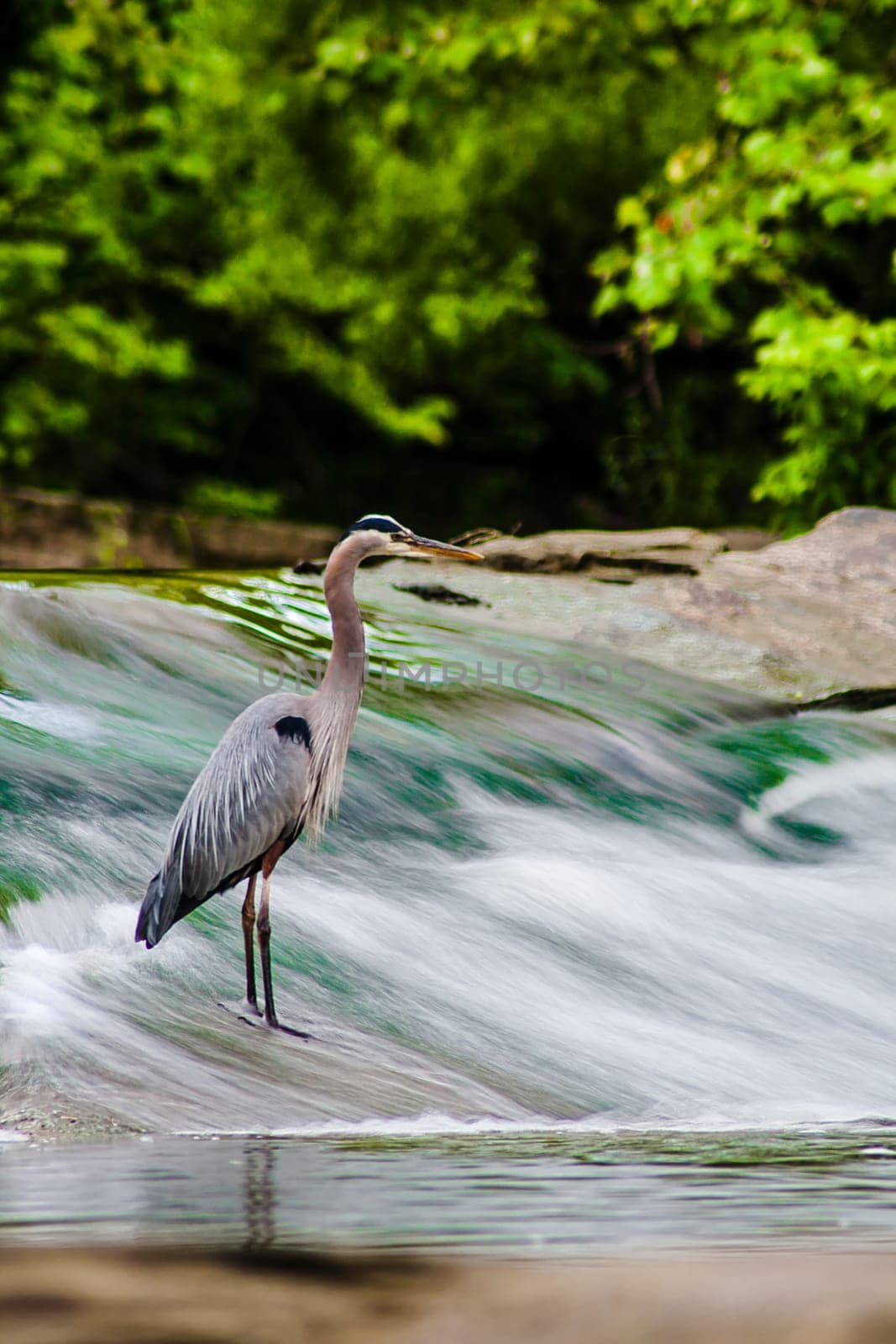 View of a Hunting Heron, David Fortier River Park, Olmsted Falls, Ohio