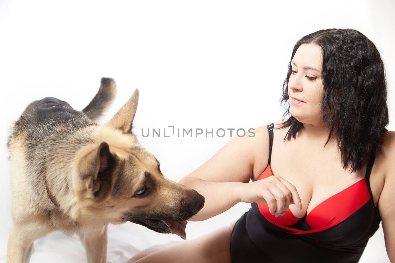 Big german shepherd dog biting attractive thick woman in red black swimsuit on white background. Plus size model, Body positive, selfie, angry pet