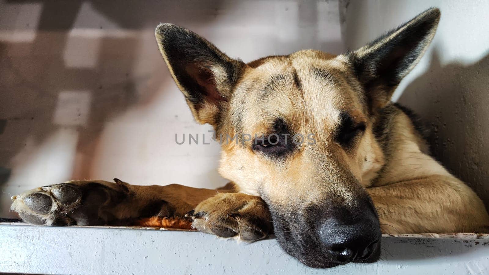 Lonely, sad dog German Shepherd sadly waiting owner. Russian eastern European dog veo is ill and pity
