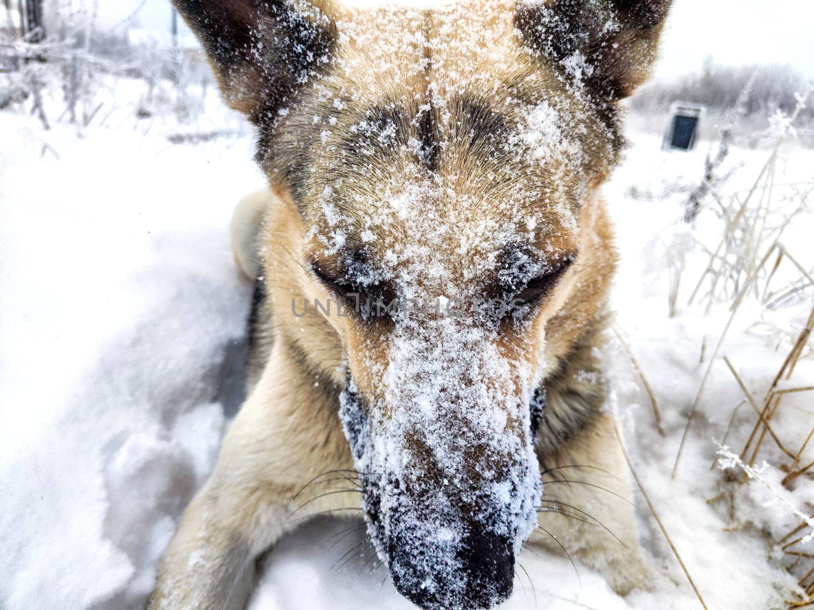 Dog German Shepherd in winter day and white snow arround. Waiting eastern European dog veo and white snow