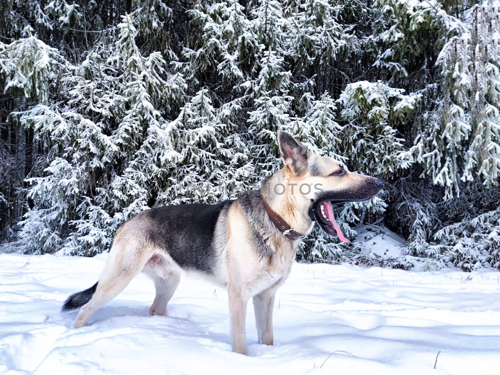 Dog German Shepherd in forest or in park in a winter day and white snow arround. Waiting eastern European dog veo and white snow