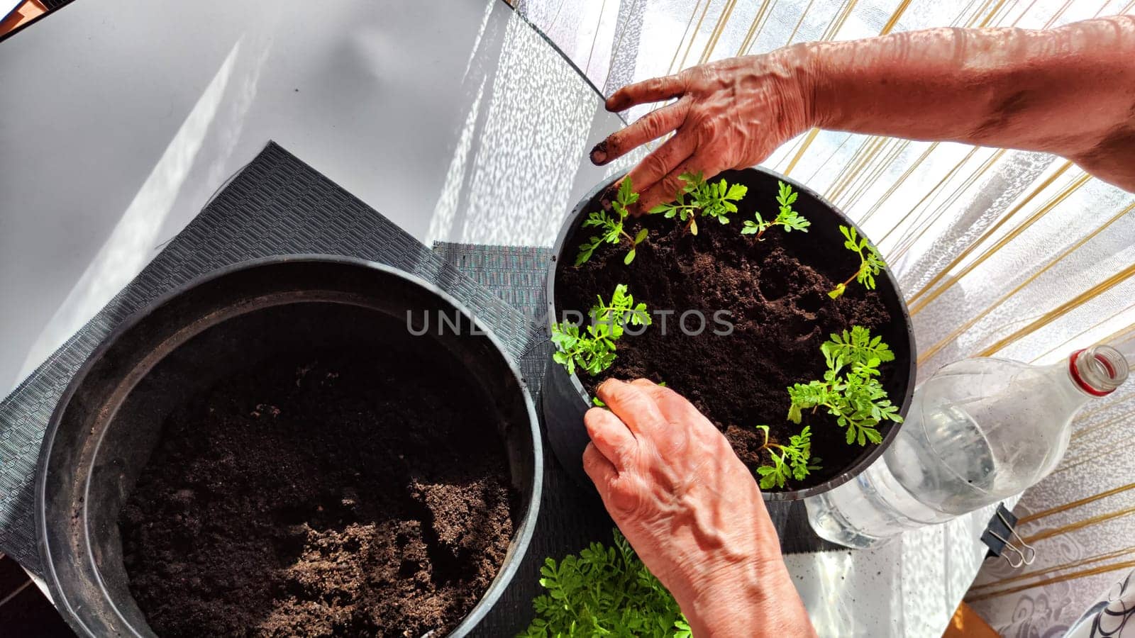 Planting marigold flowers in a pot. Reproduction of plants in spring. Young flower shoots and greenery for the garden. The hands of elderly woman, bucket of earth, green bushes and twigs with leaves