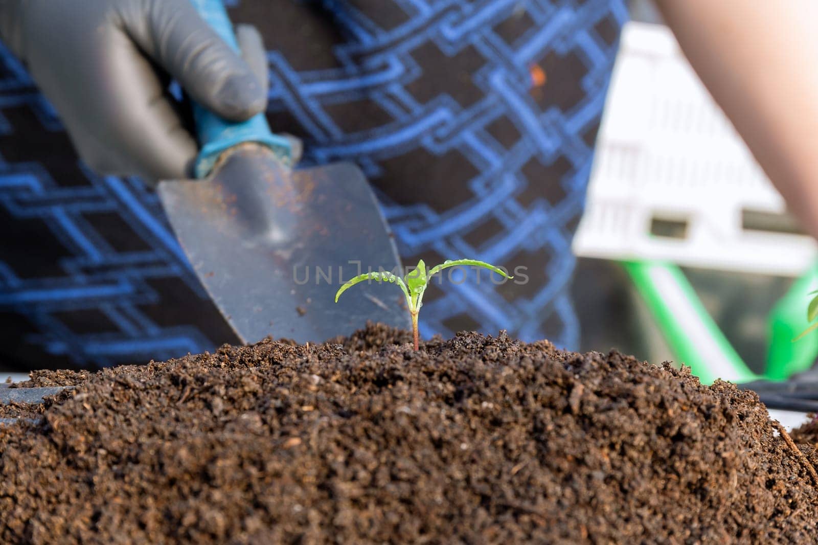 Transplanting pepper contributes to strong root system and powerful growth of plant. by Yaroslav