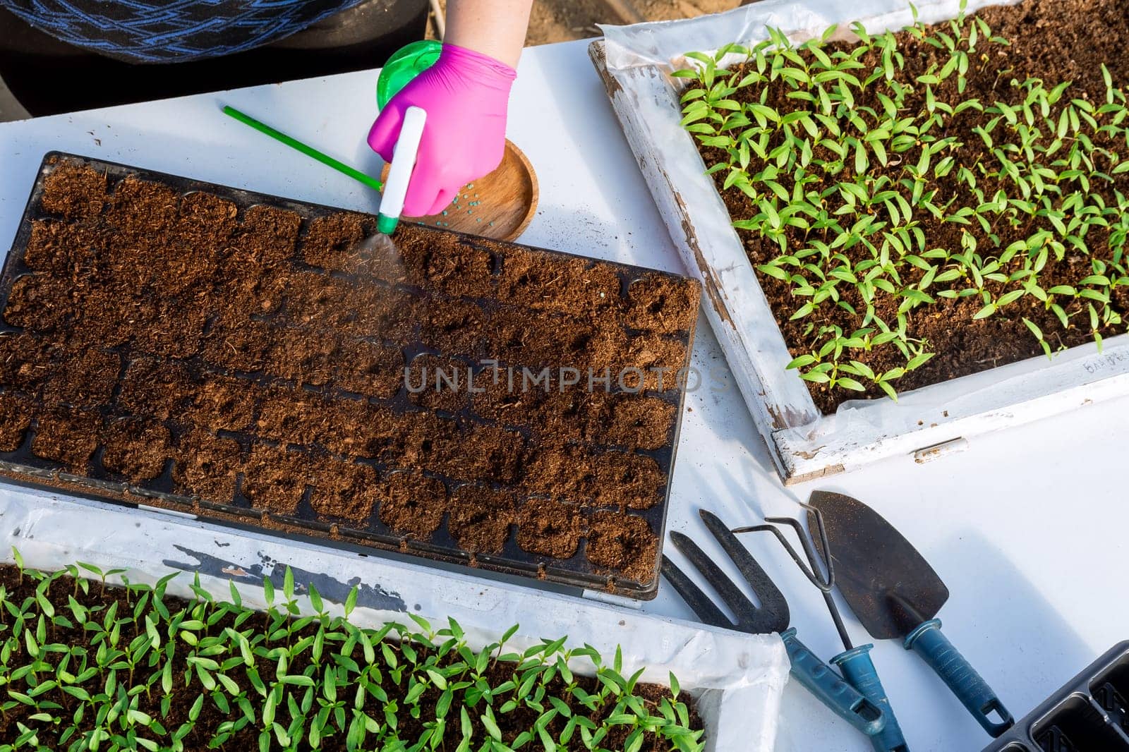 Art of pepper sowing requires careful consideration of soil conditions and proper spacing for optimal growth.