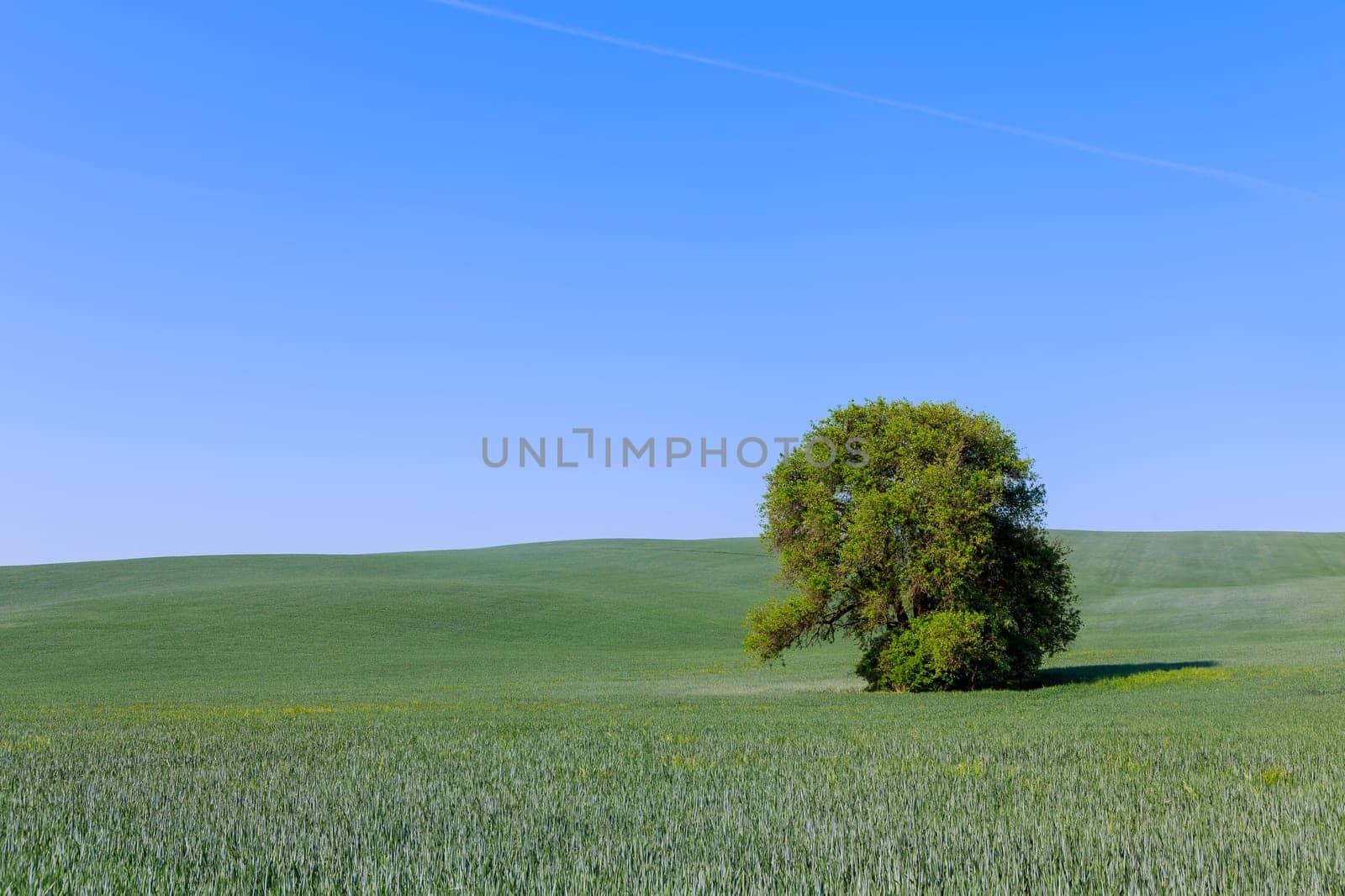 One green tree grows in middle of field by Yaroslav