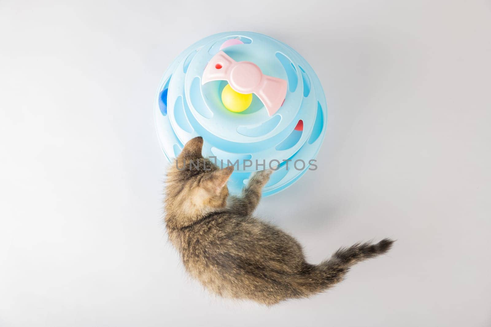 A young kitten's playful exploration with a blue toy pyramid spiral tower captures the essence of a happy pet. With a funny and adorable feline portrait, this cat's antics are bound to make you smile.