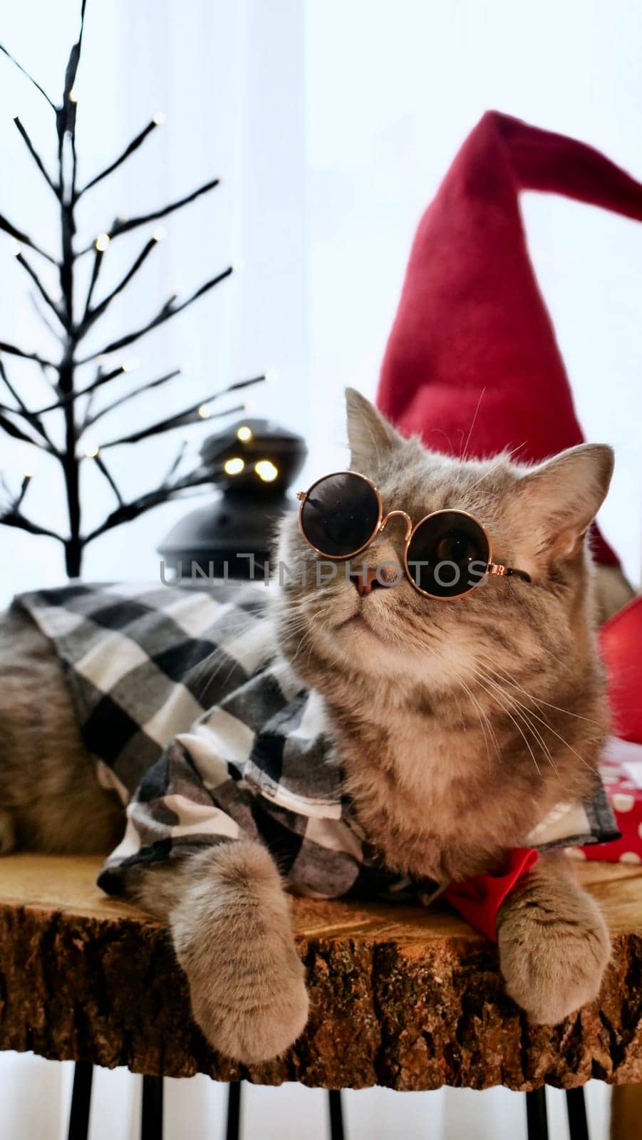 Scottish straight eared cat with glasses and red decorations on Happy New Year, celebrating Holiday Merry Christmas. Pet sitting on the table at home