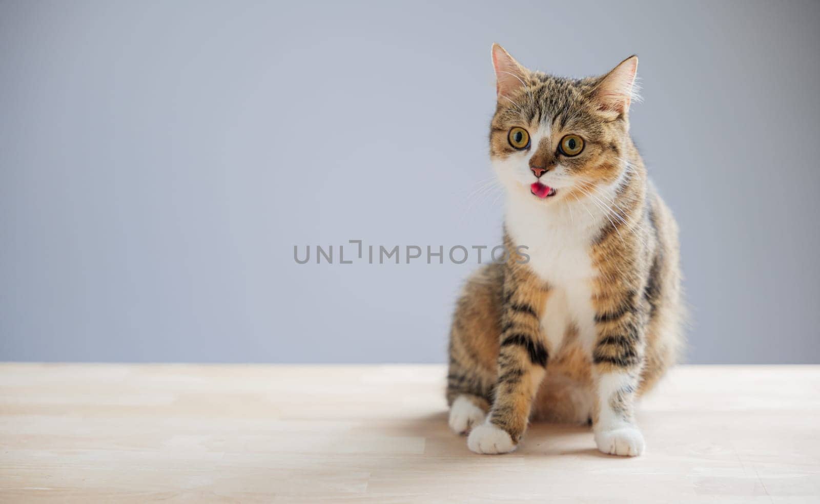 A cheerful and playful little grey Scottish Fold cat is isolated on a white background in this beautiful cat portrait.