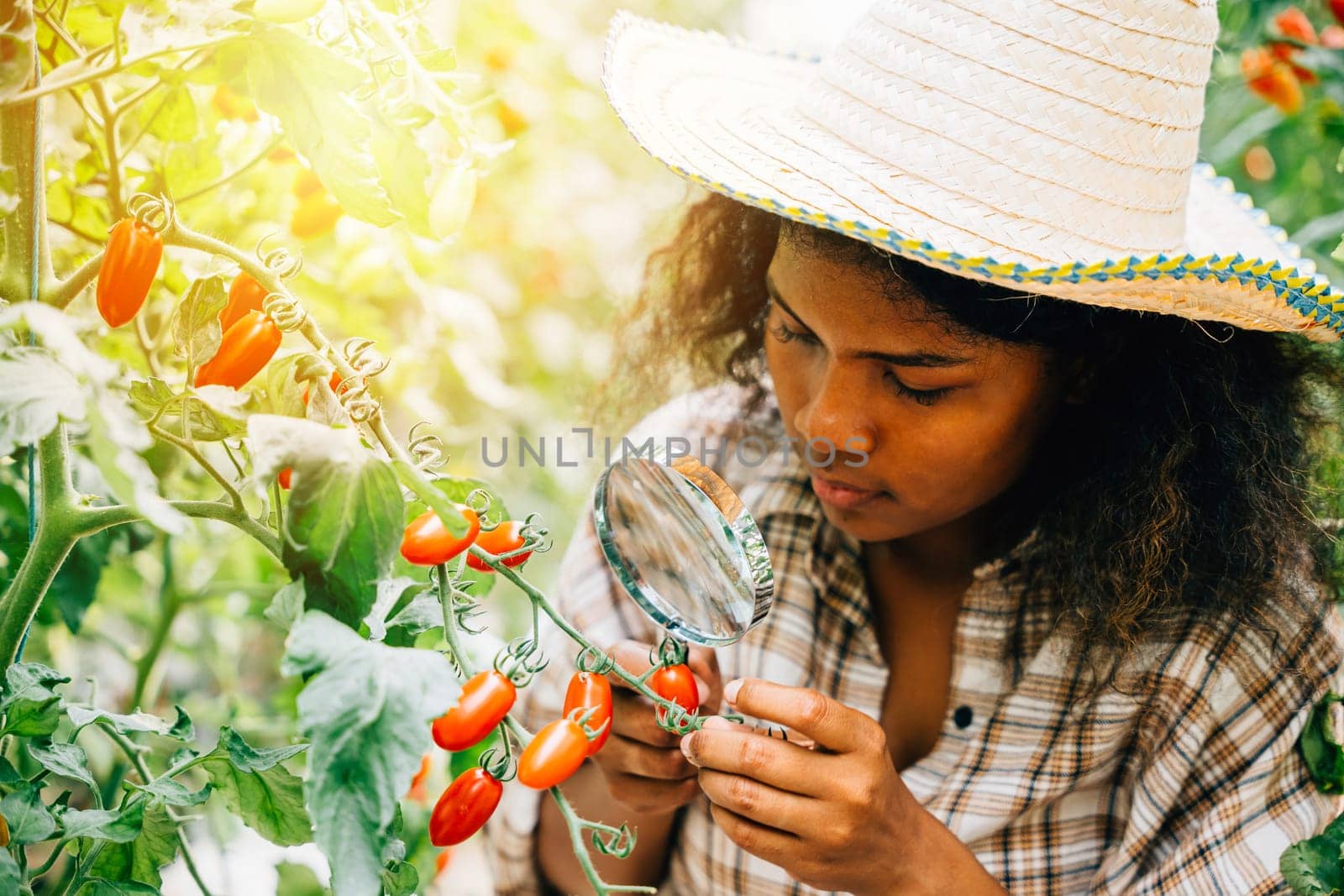 Botanist a black woman inspector uses a magnifying glass to examine tomato quality for herbology research checking for lice. Expertise and learning in plant science and farming.