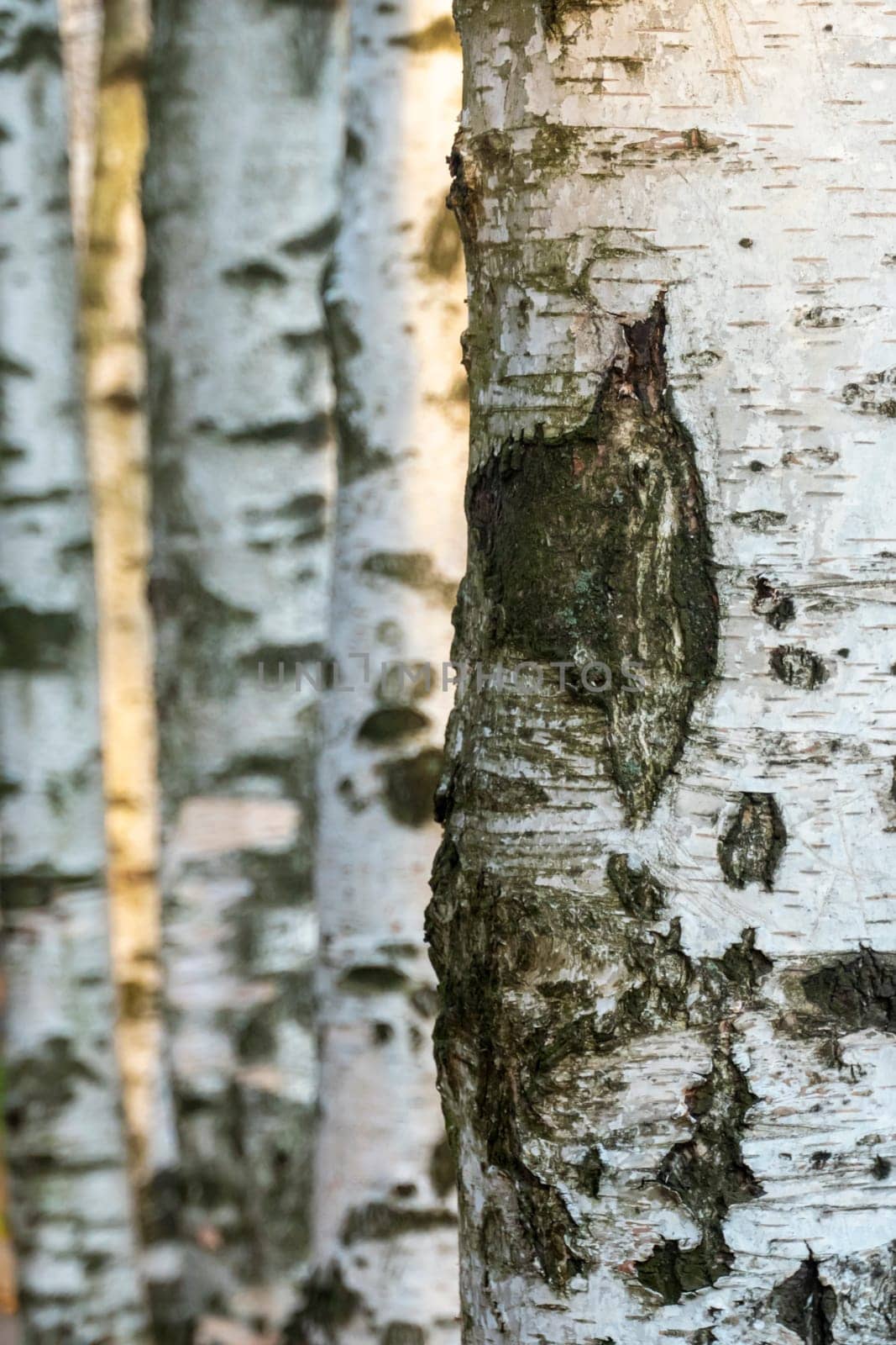 Birch forest. Birch Grove. White birch trunks. Autumn sunny forest. selective focus. High quality photo