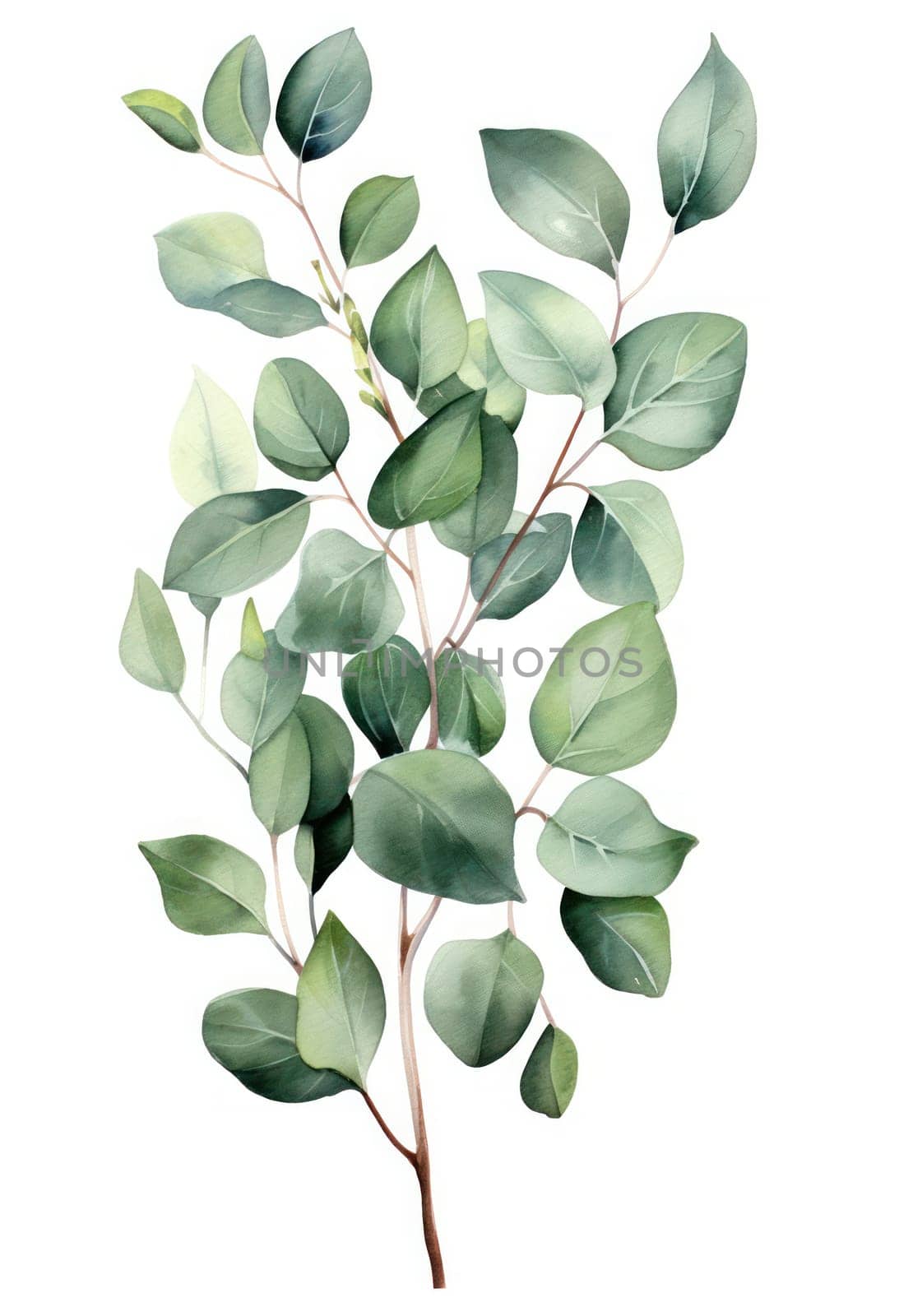 Nature's Delight: A Watercolor Floral Illustration of Exotic Eucalyptus Foliage, Gracefully Flowing on a Botanical Background