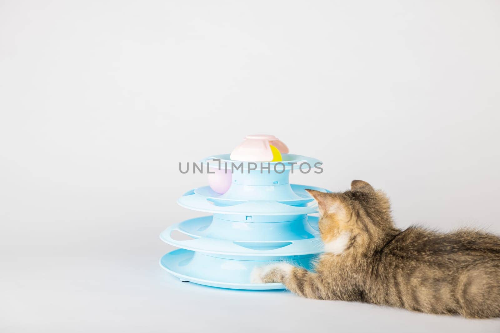 A cute kitten, with fur as orange as the sunset, is having a blast with a blue toy pyramid spiral tower. Batting at colorful balls, this funny and adorable feline is the epitome of a happy pet. by Sorapop